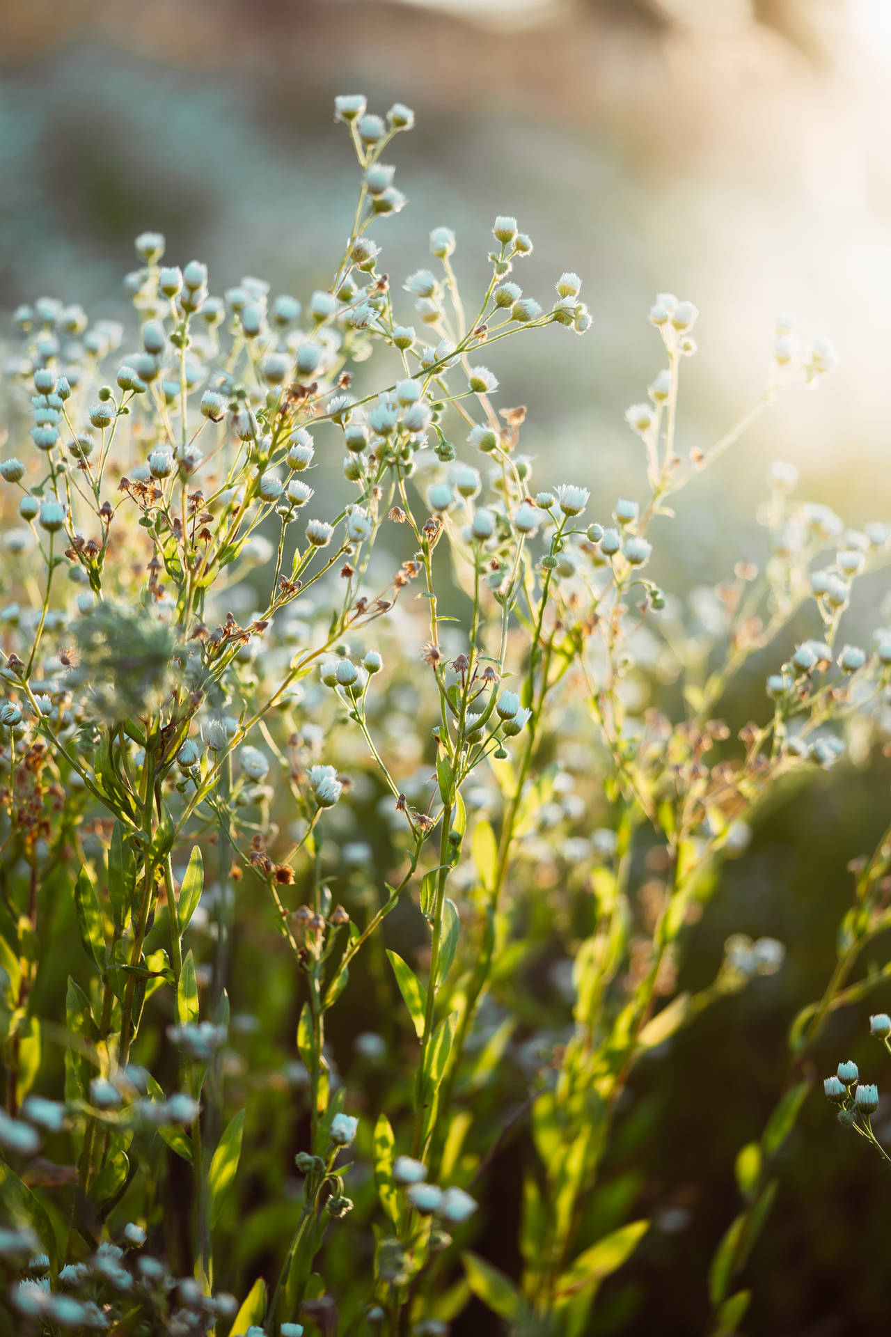 Baby's-breath Flower Android Background