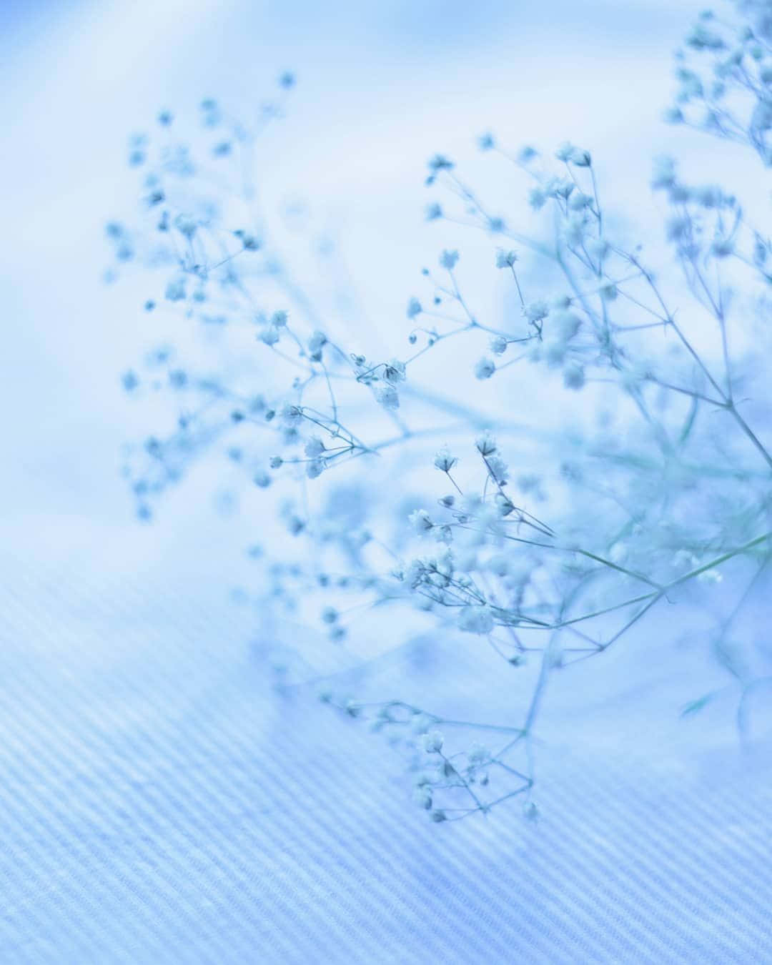 Baby's Breath On Pastel Blue Solid Background