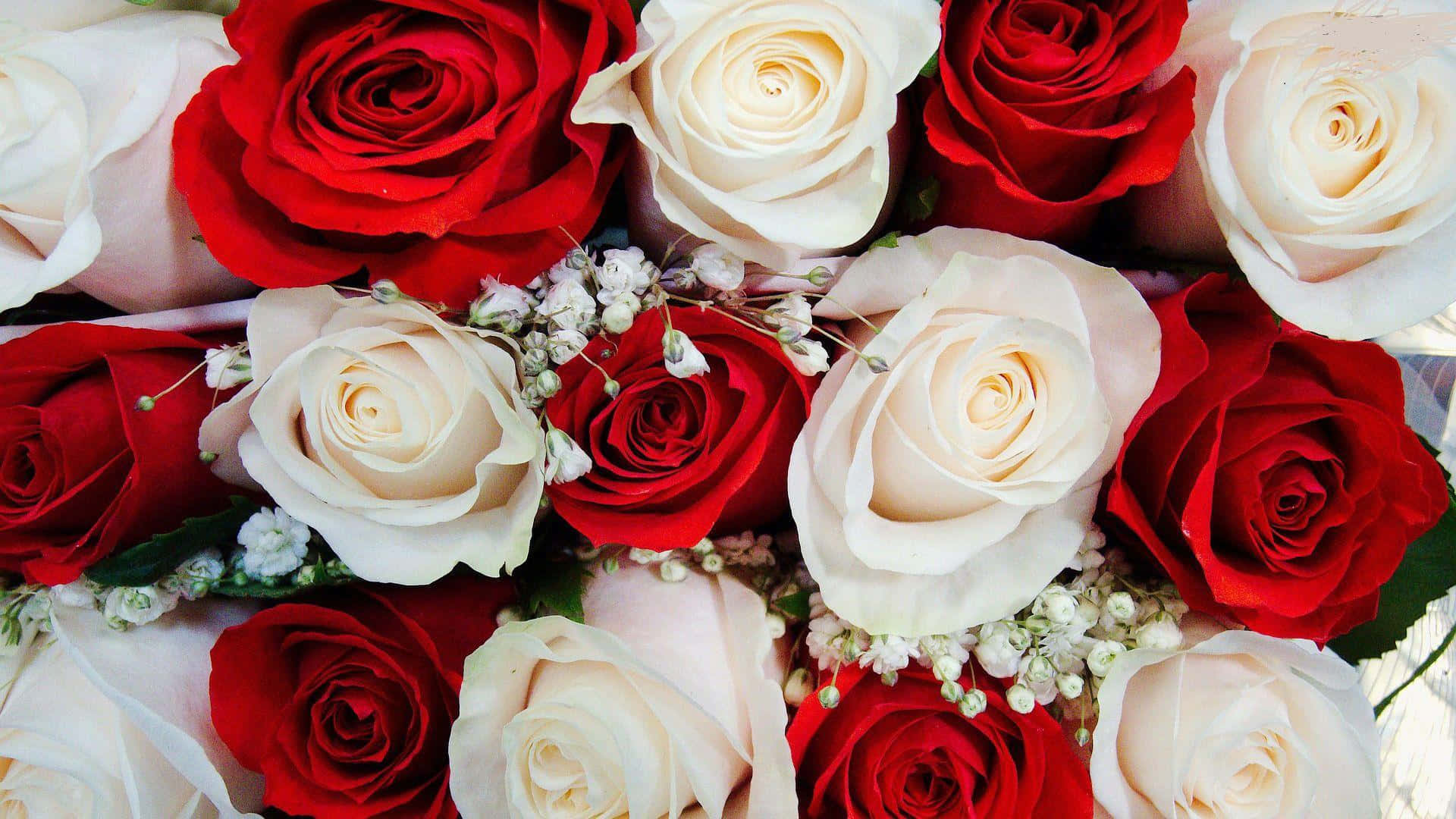 Baby's Breath With Red And White Roses Background