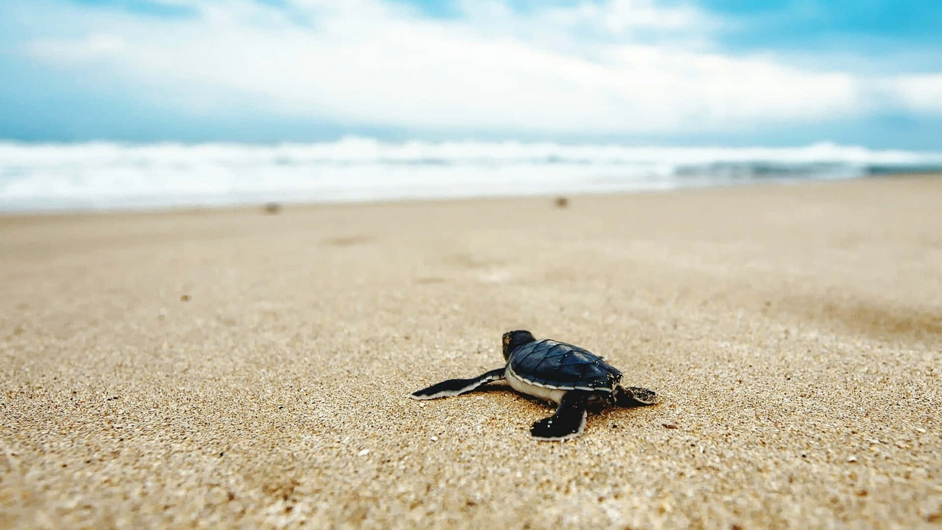 Baby Sea Turtle On Sand