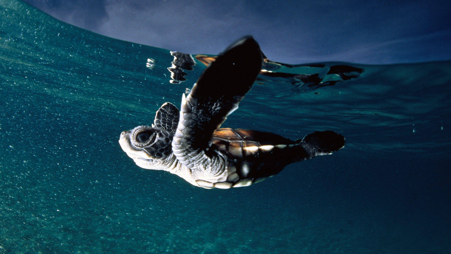 Baby Sea Turtle Swimming Under The Boat Background