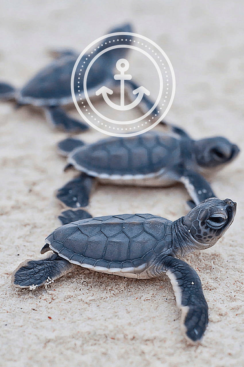 Baby Sea Turtles Iphone Background