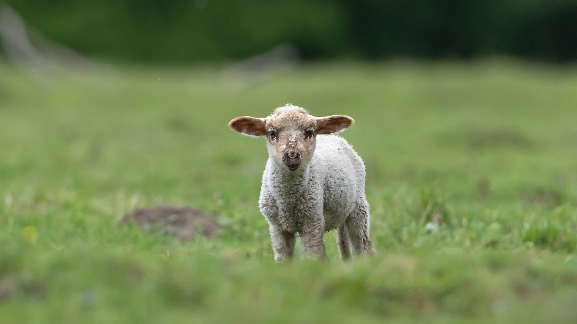 Baby Sheep In Grass Background