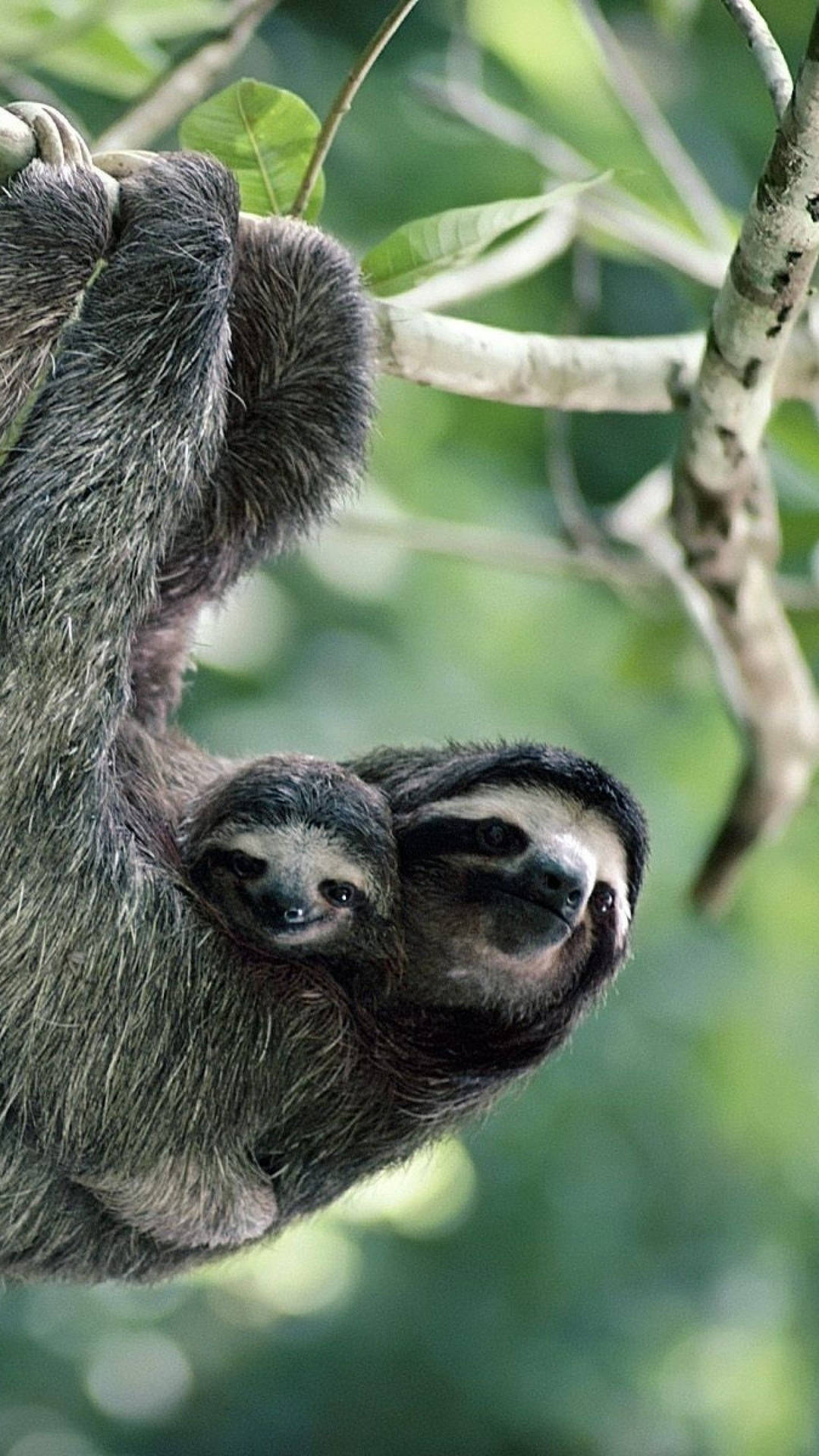 Baby Sloth And Mommy Sloth Background