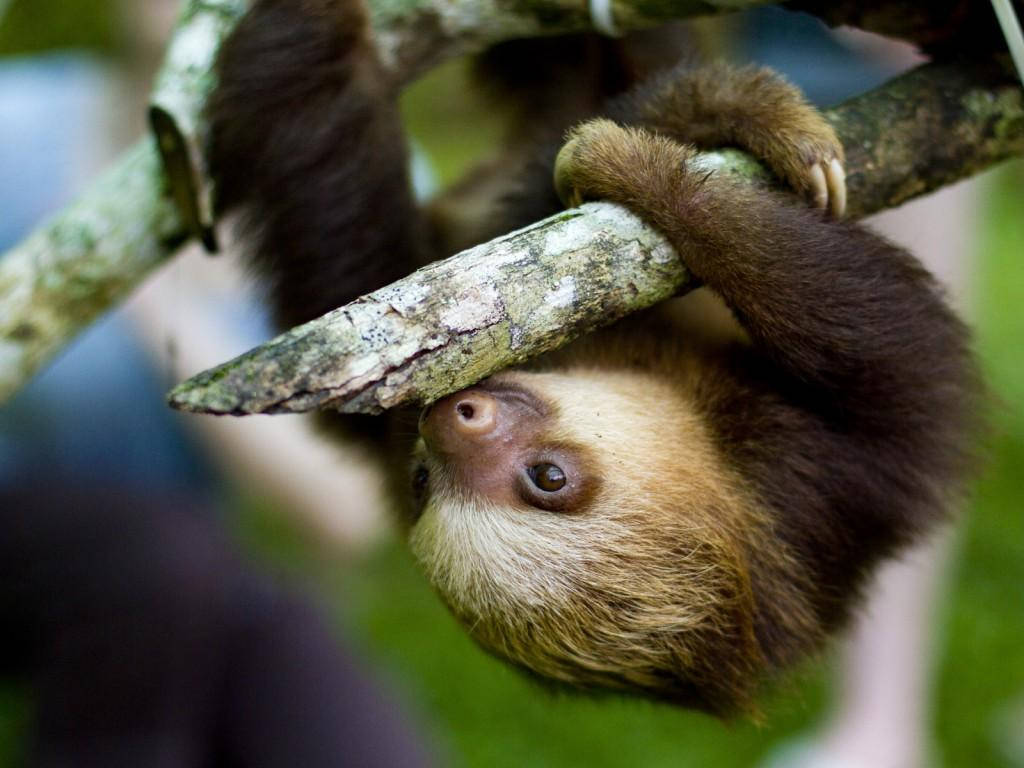 Baby Sloth Clinging On A Branch Background