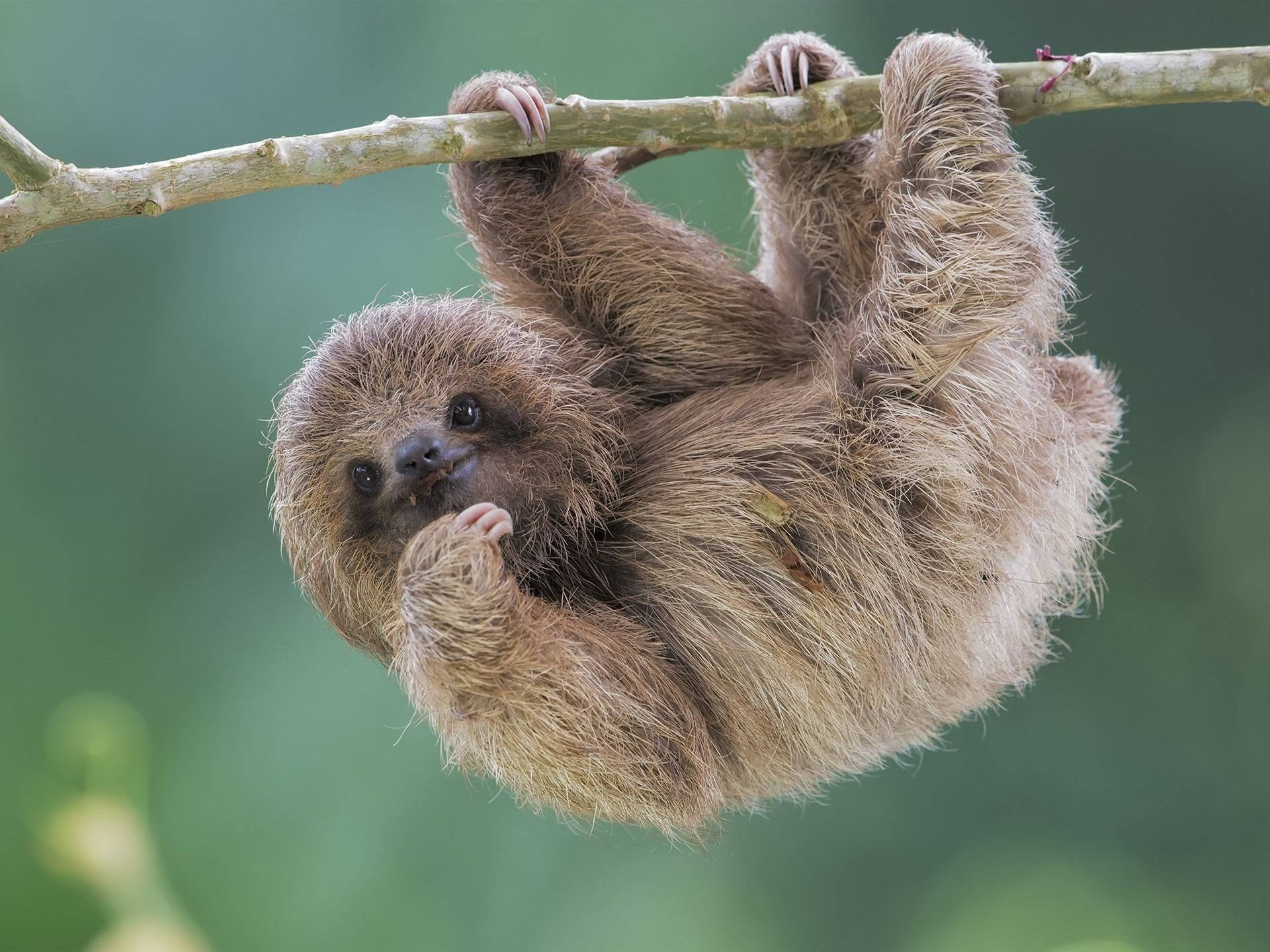 Baby Sloth Hanging On A Branch Background