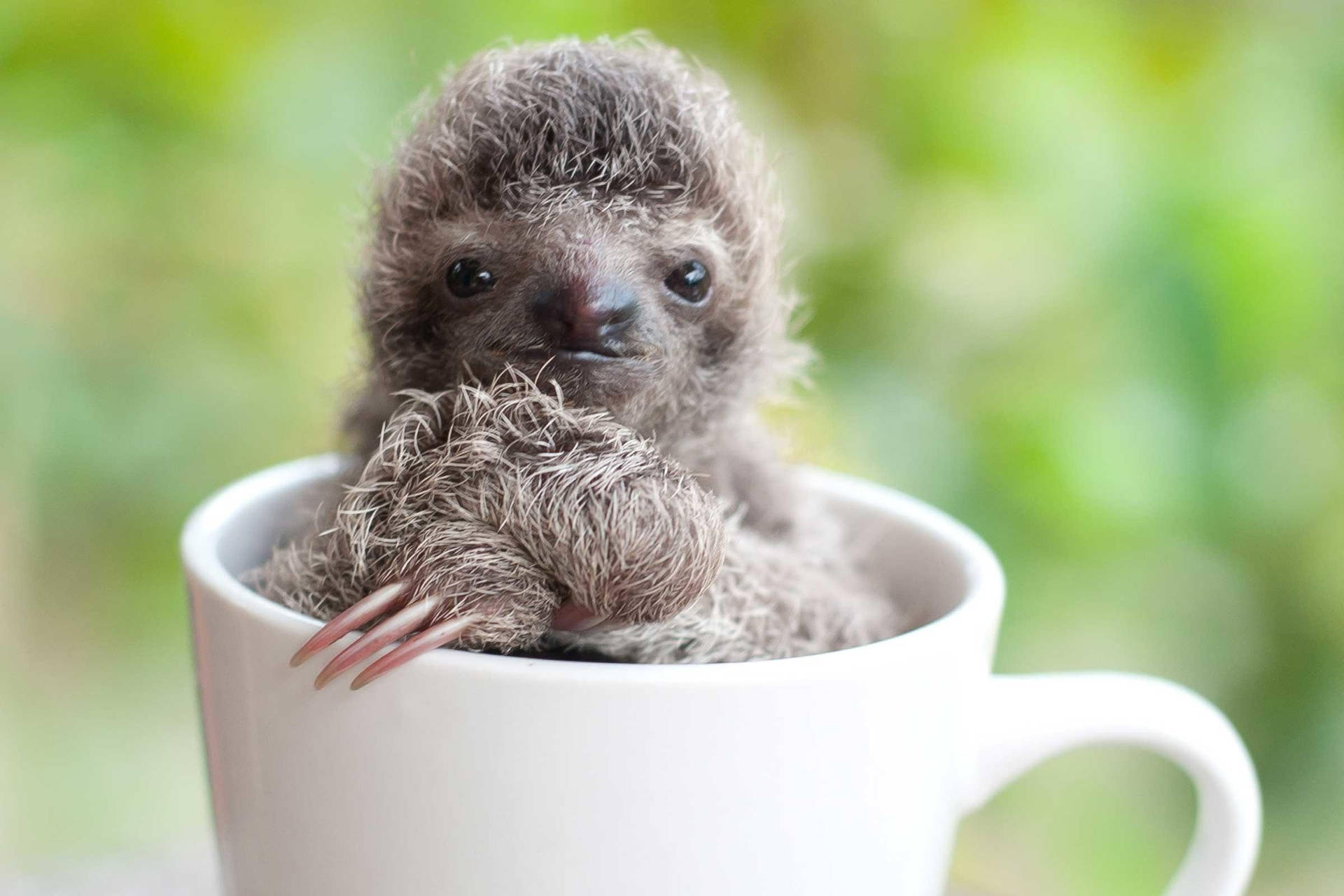 Baby Sloth In A Mug Background