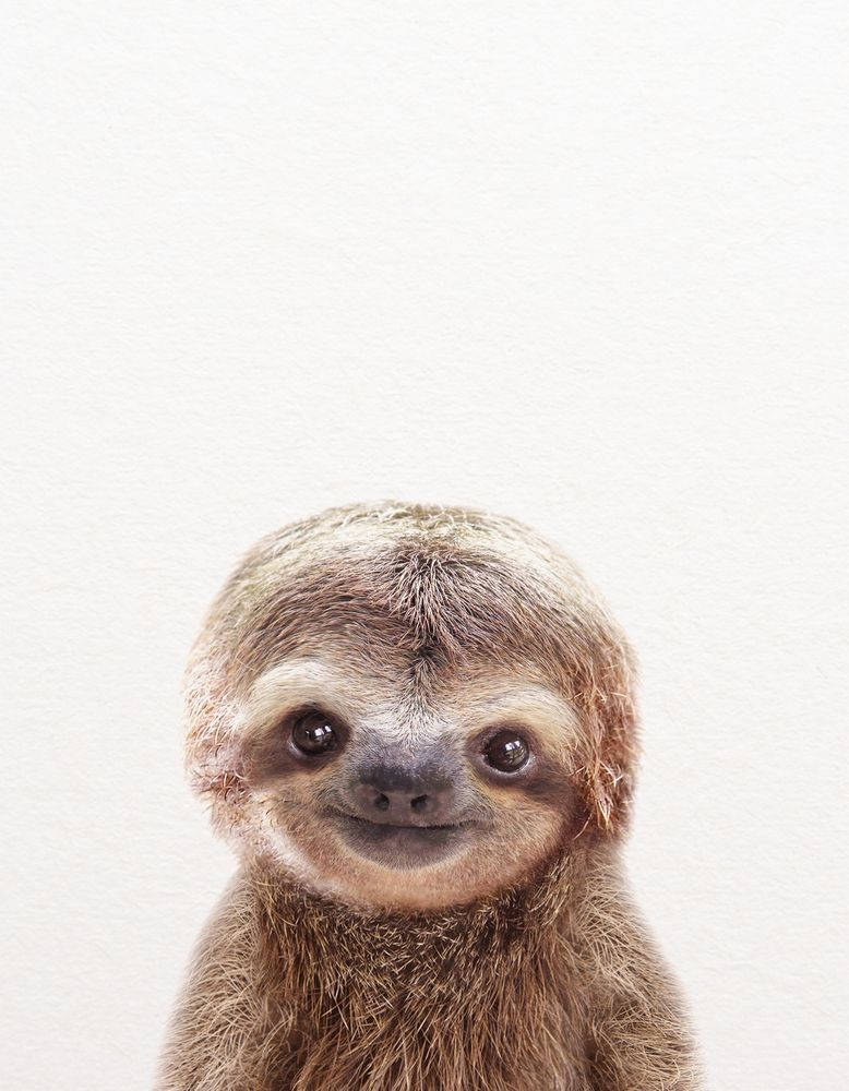 Baby Sloth Smiling Background