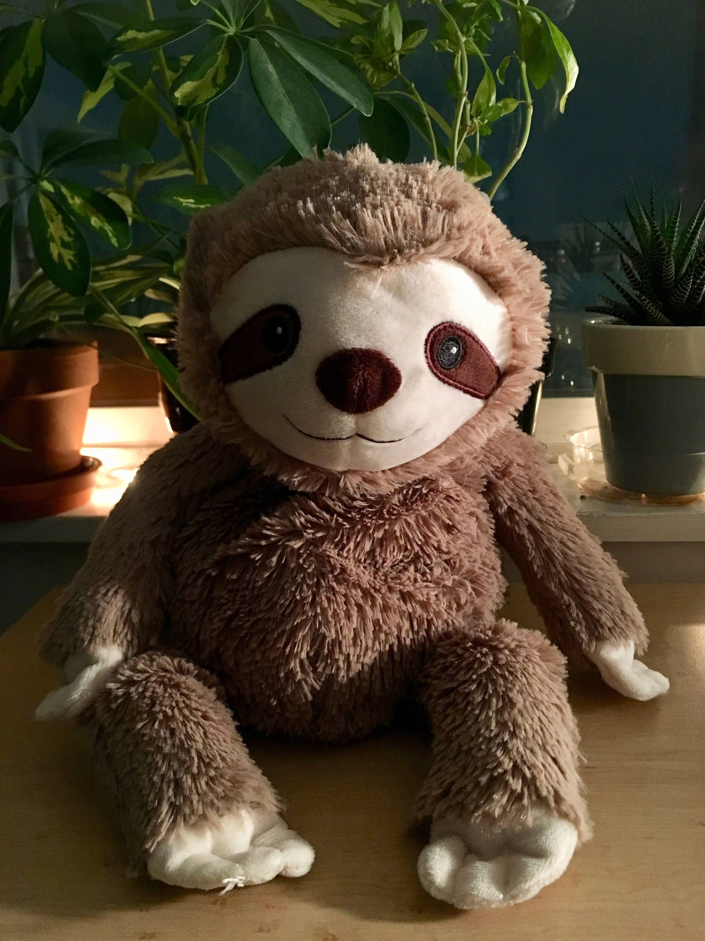 Baby Sloth Stuffed Toy Background