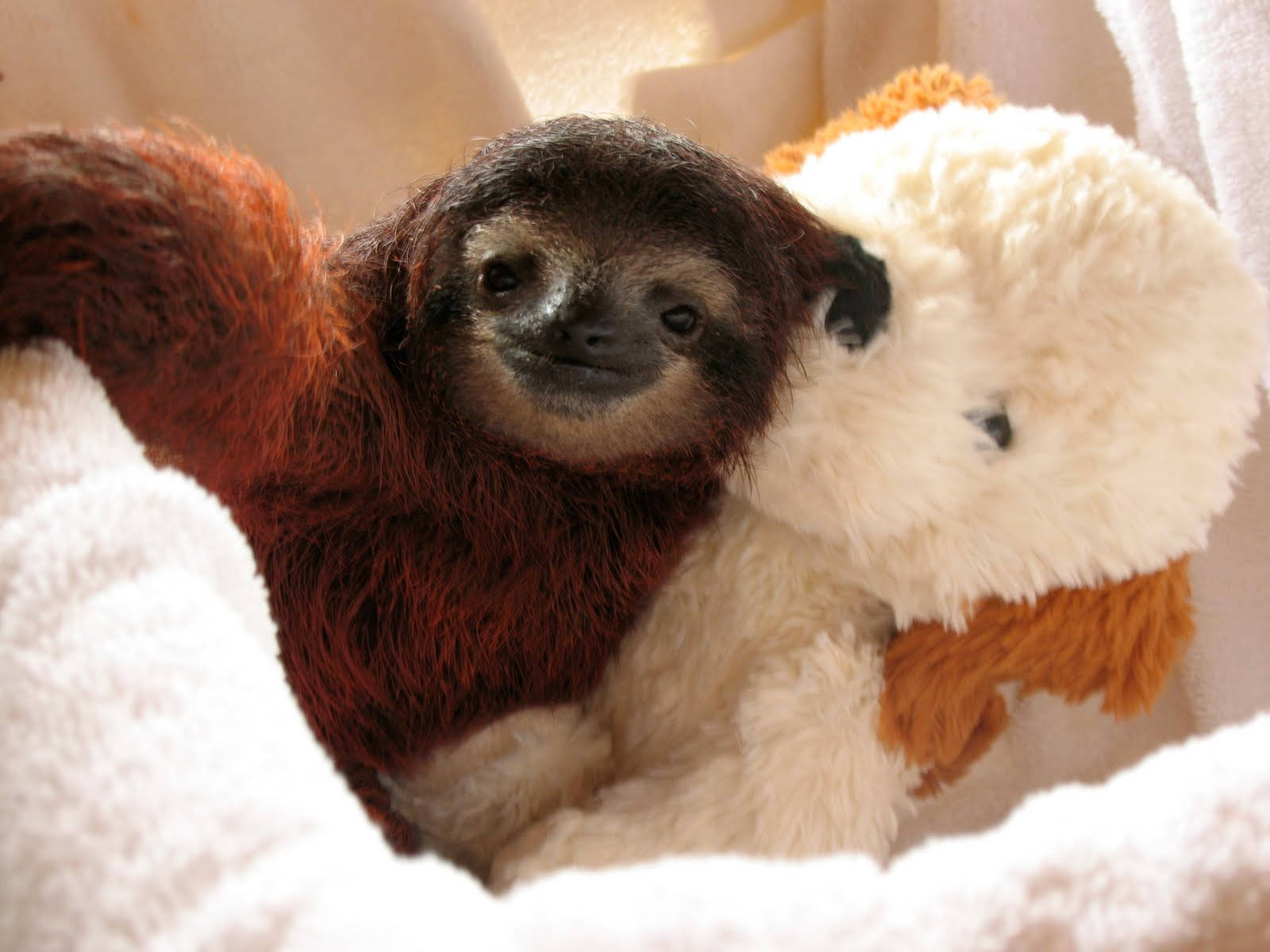 Baby Sloth With A Toy Background