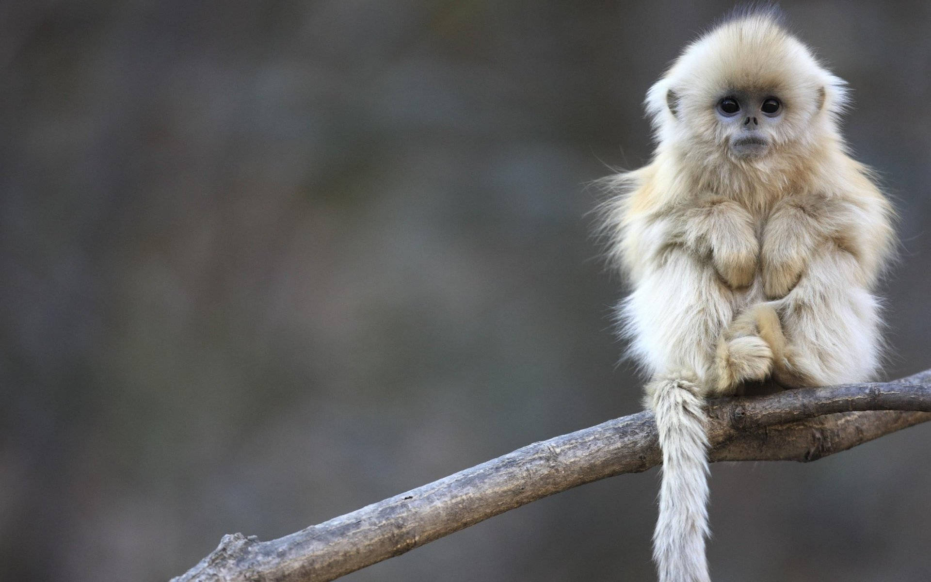 Baby Snow Monkey At Tree Branch Background