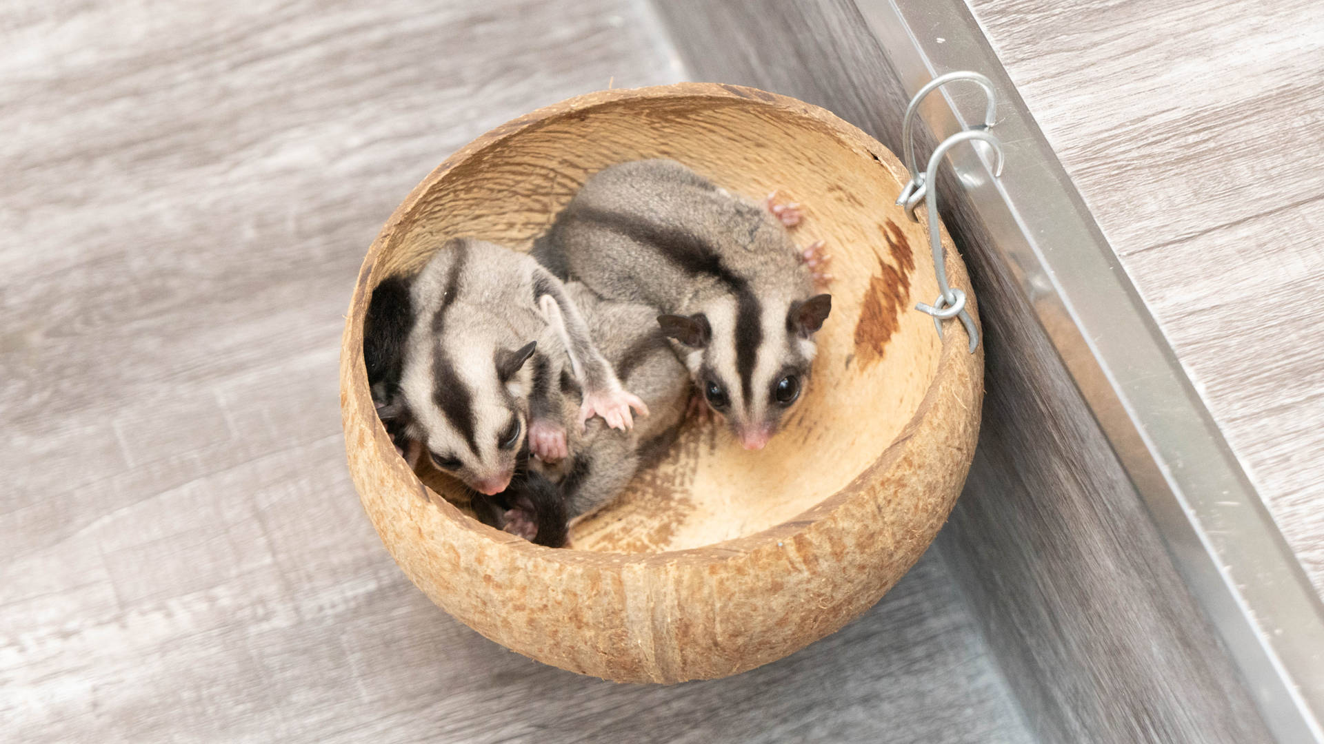 Baby Sugar Glider In Bowl