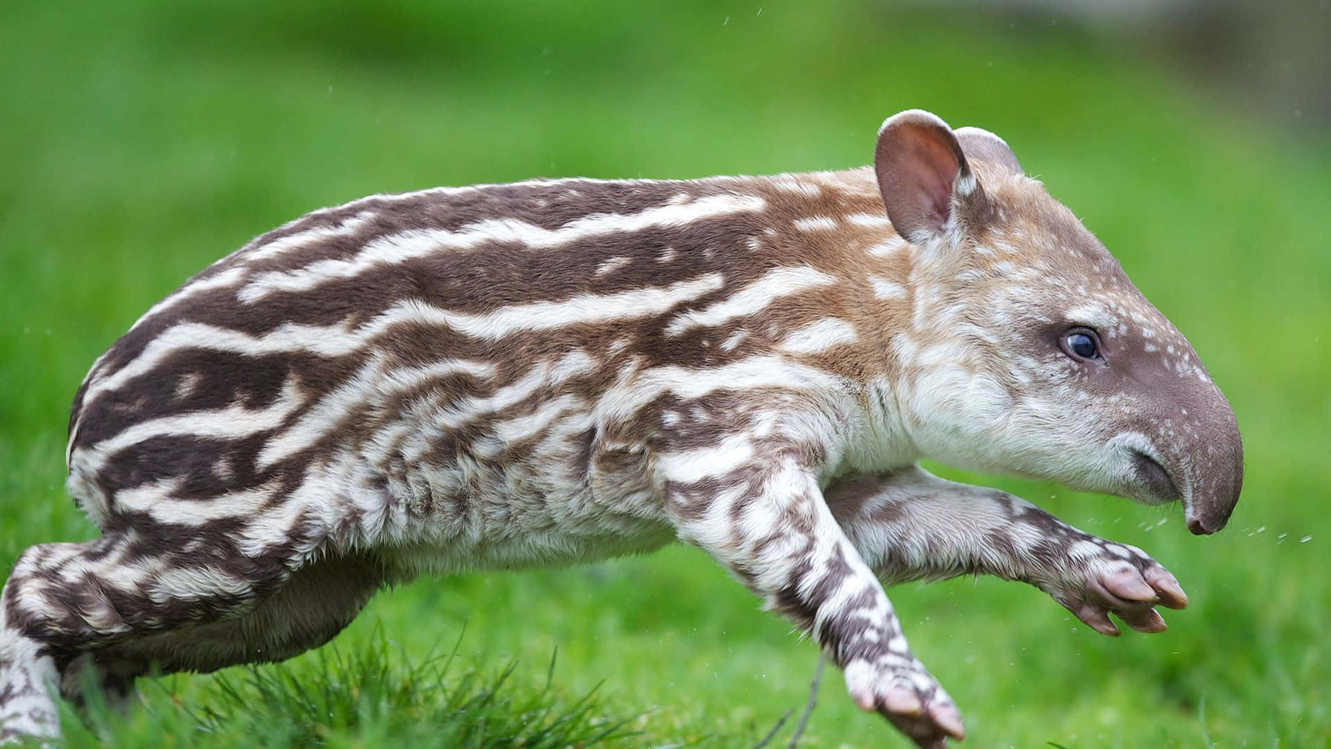 Baby Tapir Running Through Grass