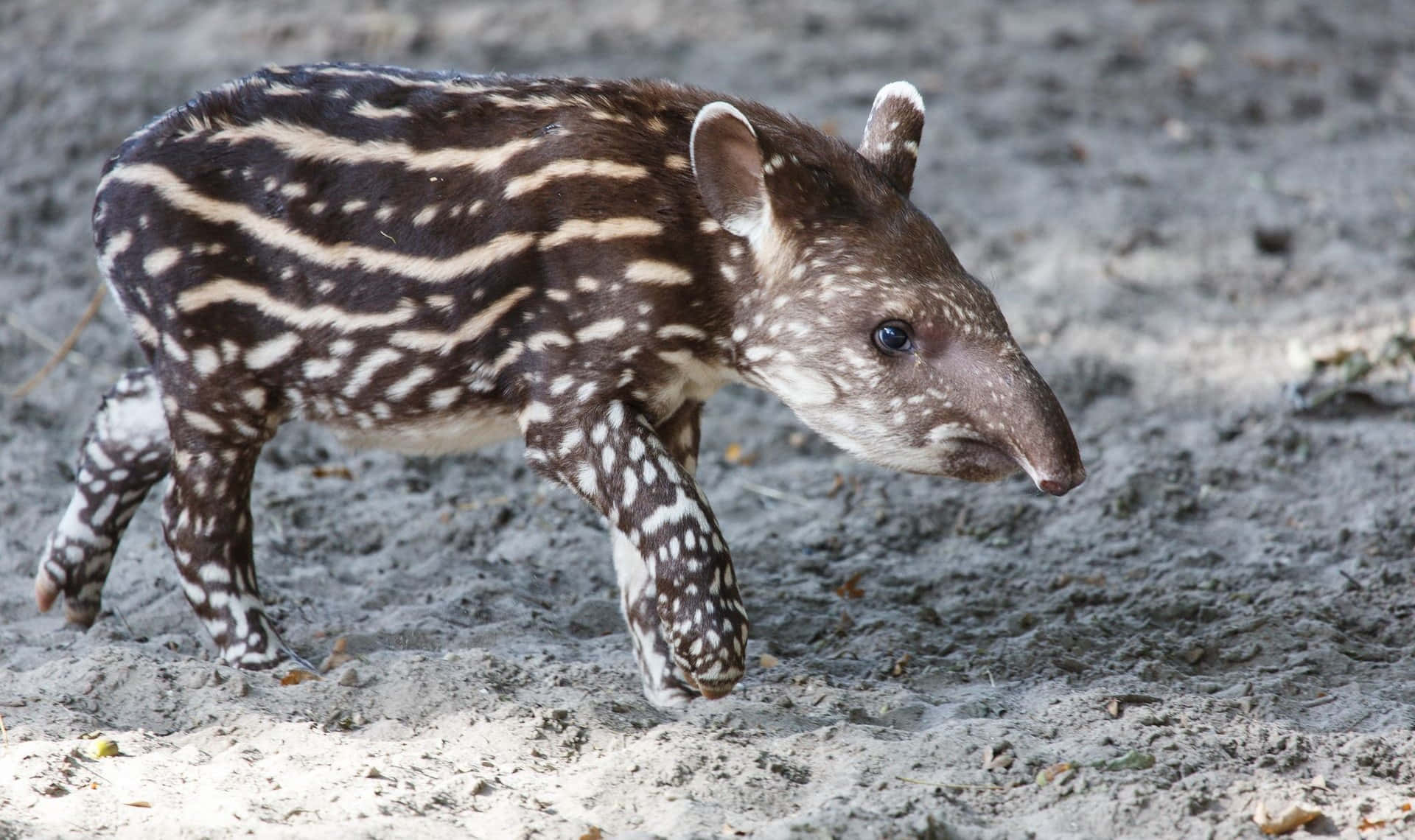 Baby Tapir Walkingon Ground