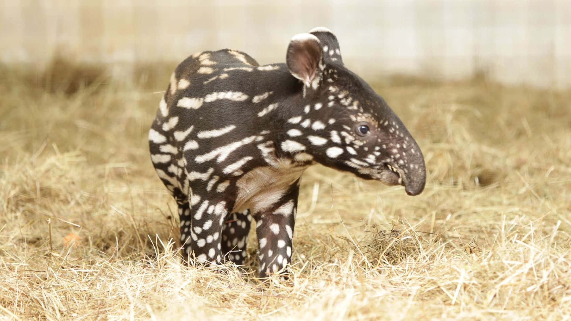 Baby Tapir Walkingon Straw