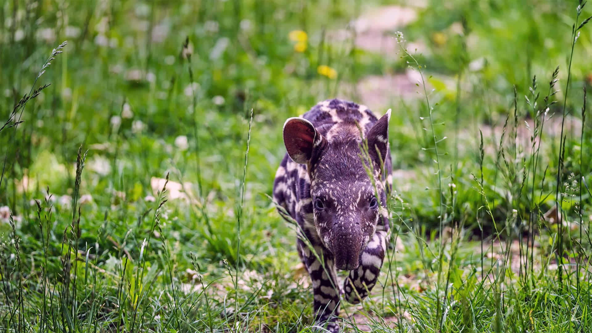 Baby Tapirin Grass Background