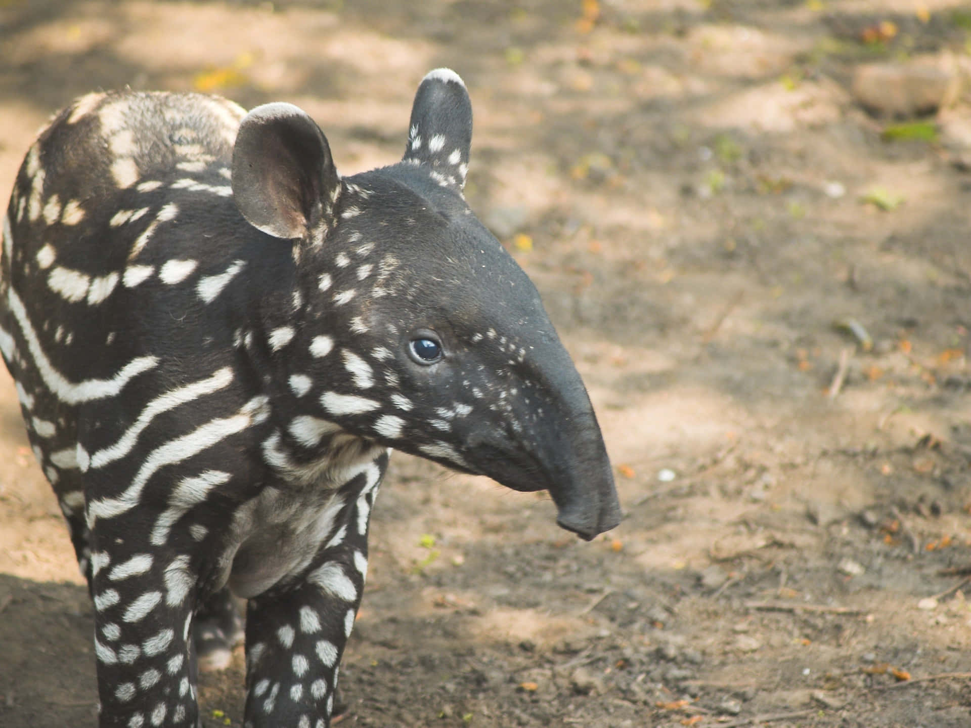 Baby Tapirin Habitat.jpg Background