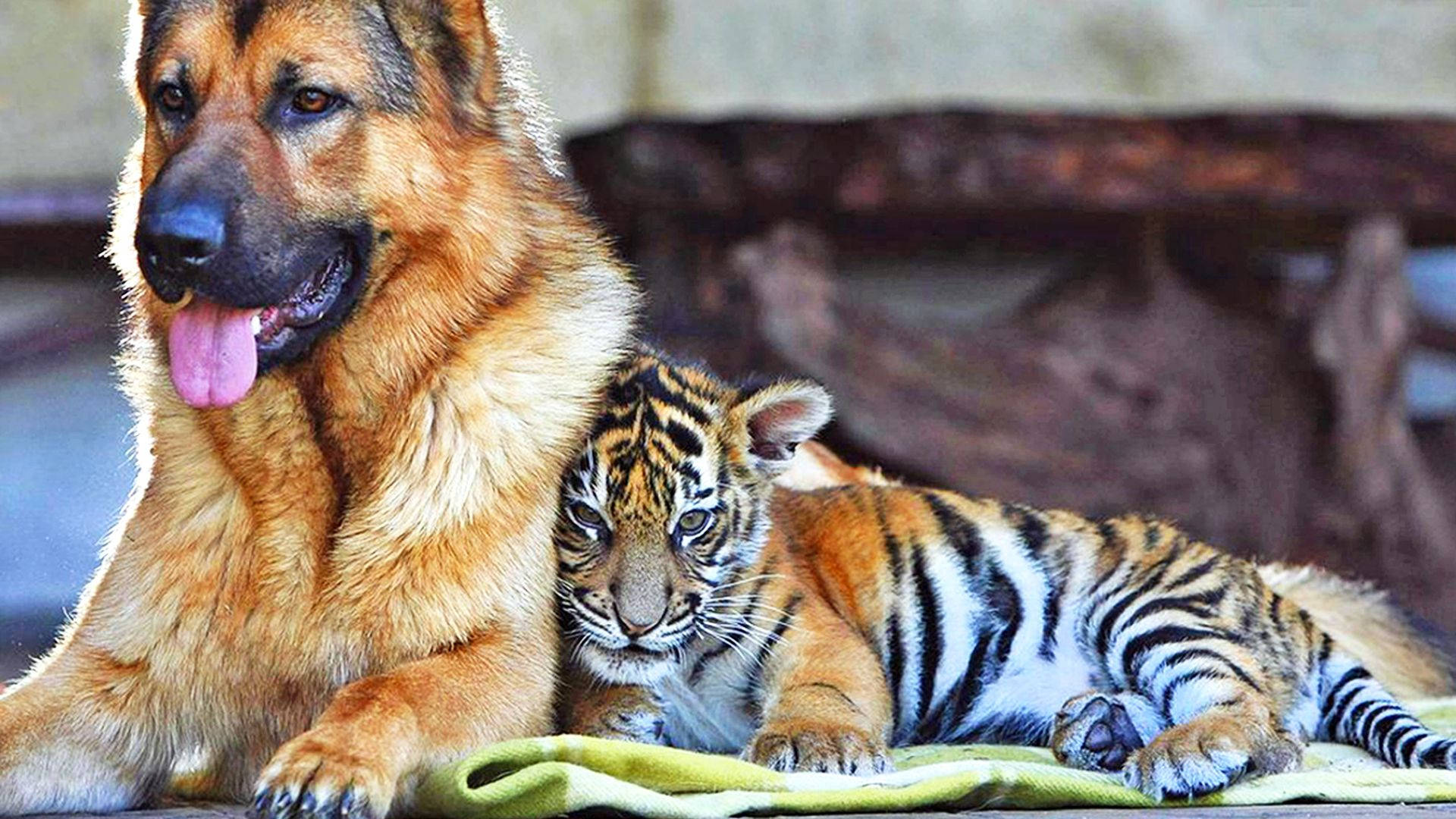 Baby Tiger And German Shepherd Dog Background