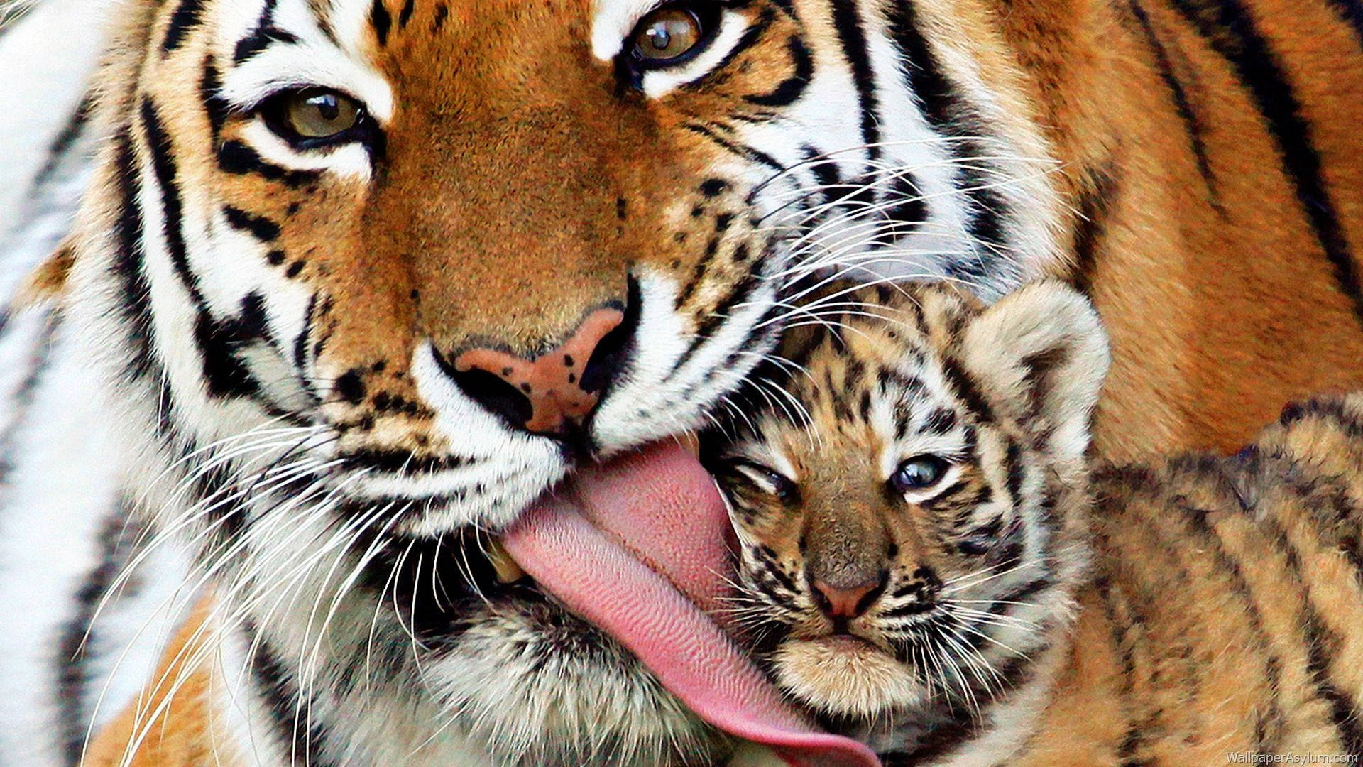 Baby Tiger And Its Mama