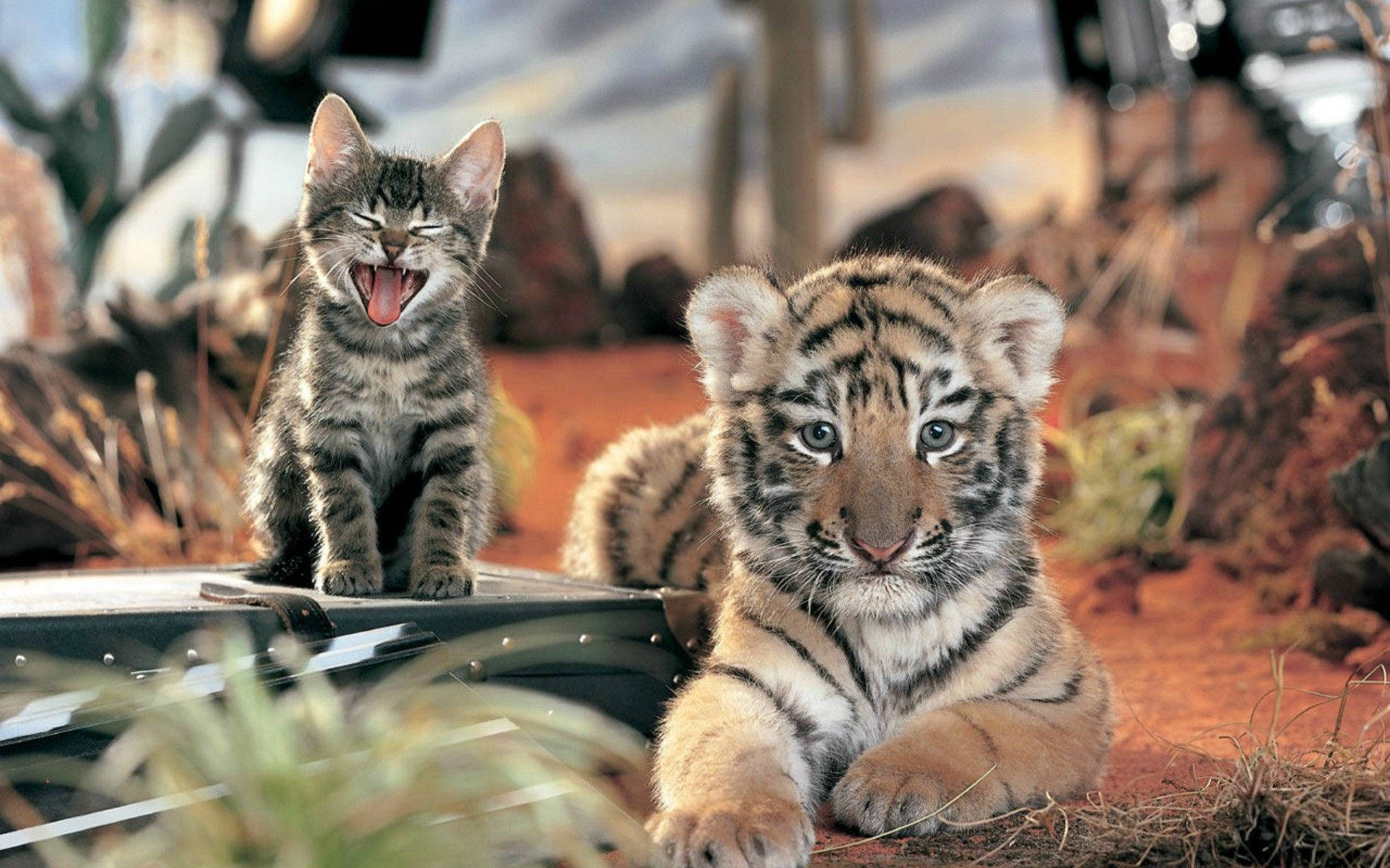 Baby Tiger And Kitten Background