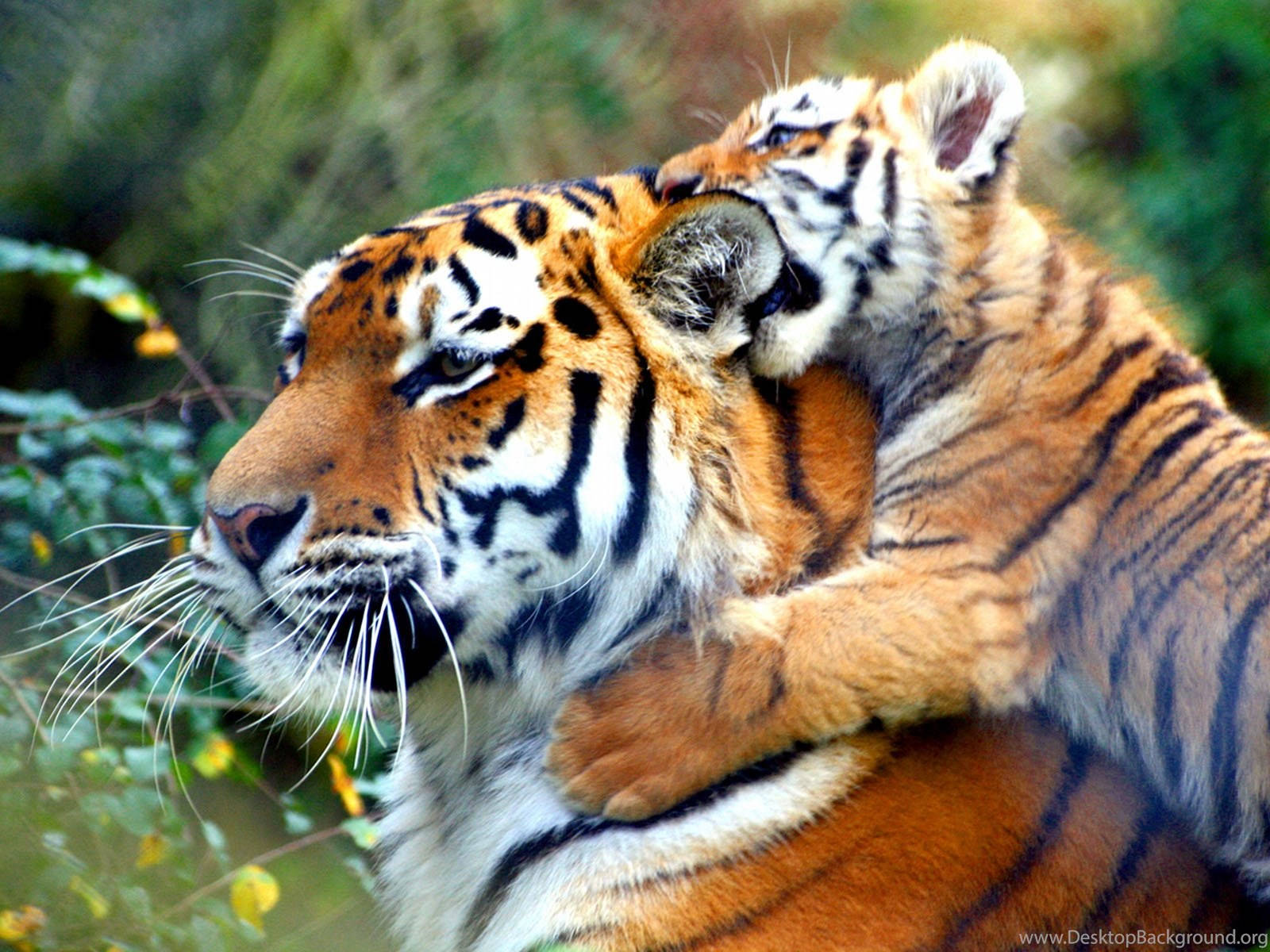 Baby Tiger And Mother Tiger Background