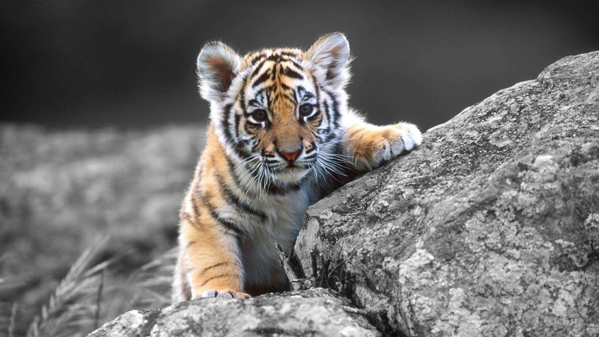 Baby Tiger Climbing Rock Background