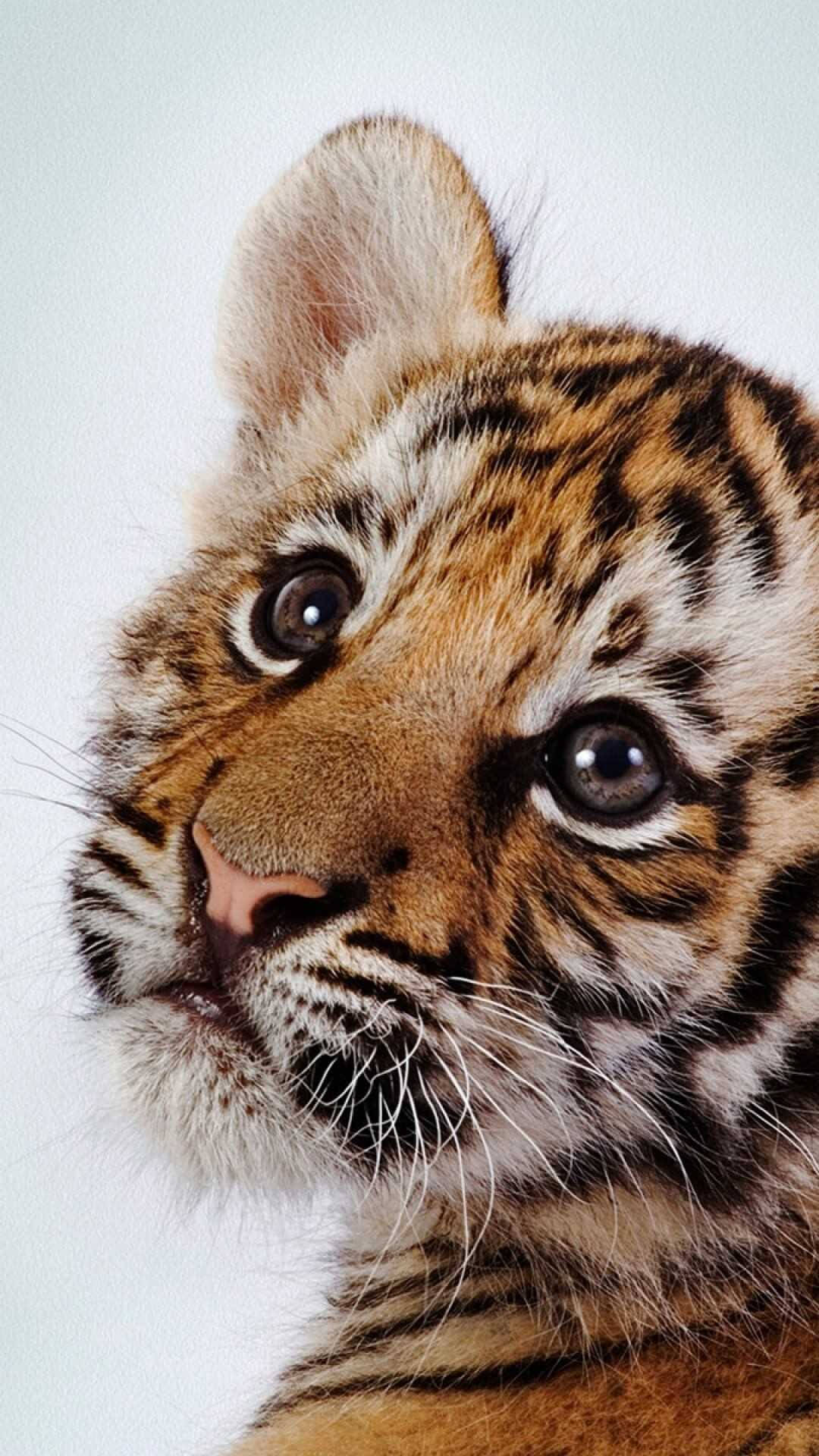 Baby Tiger Close-up Background