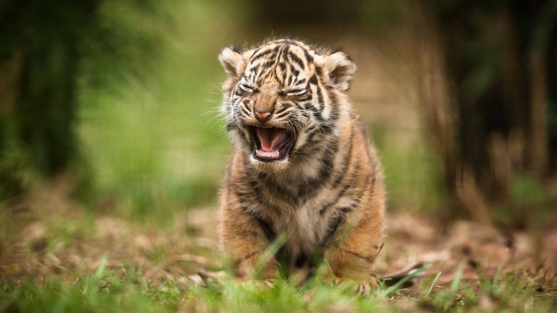 Baby Tiger Cute Growl Background