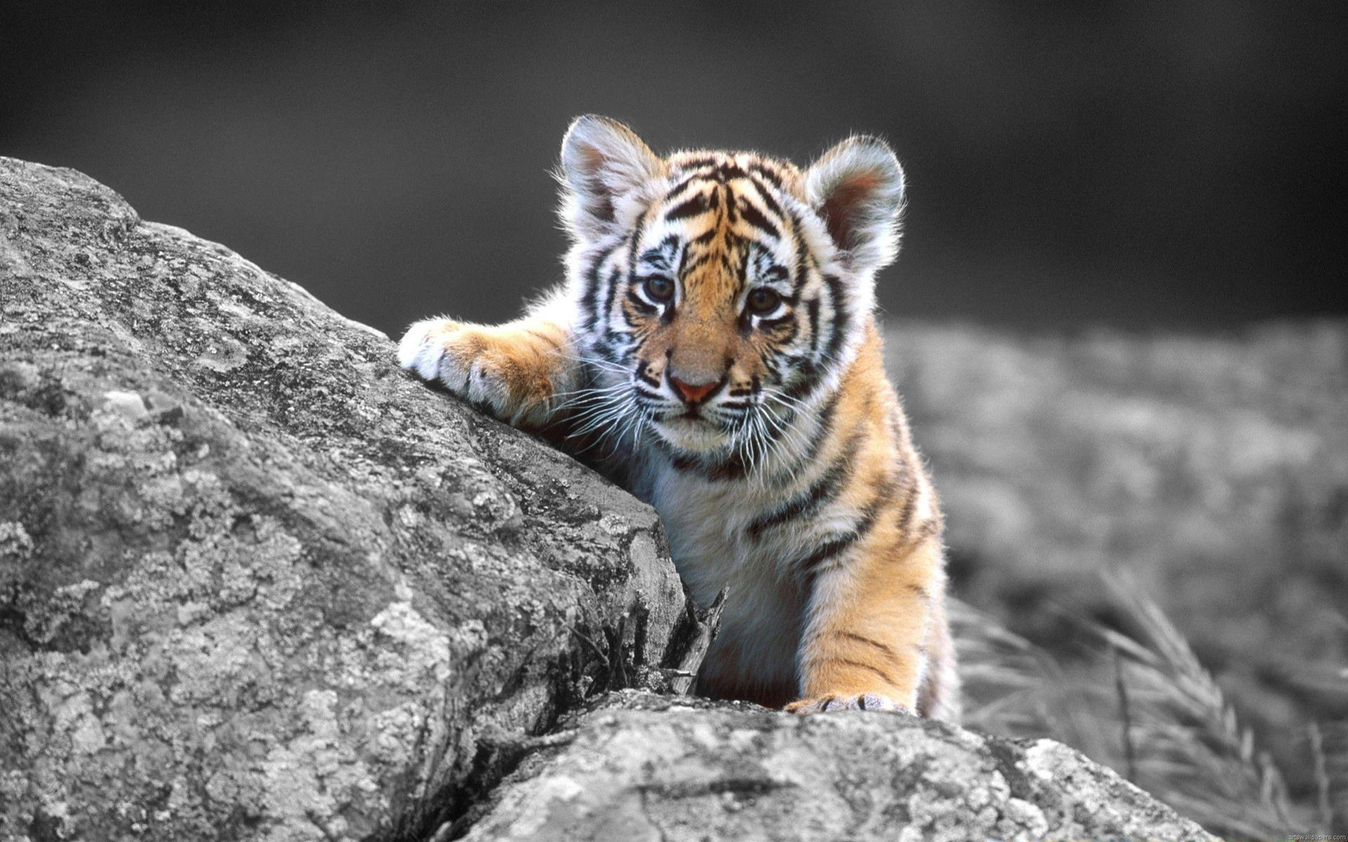 Baby Tiger Full Screen Hd Desktop