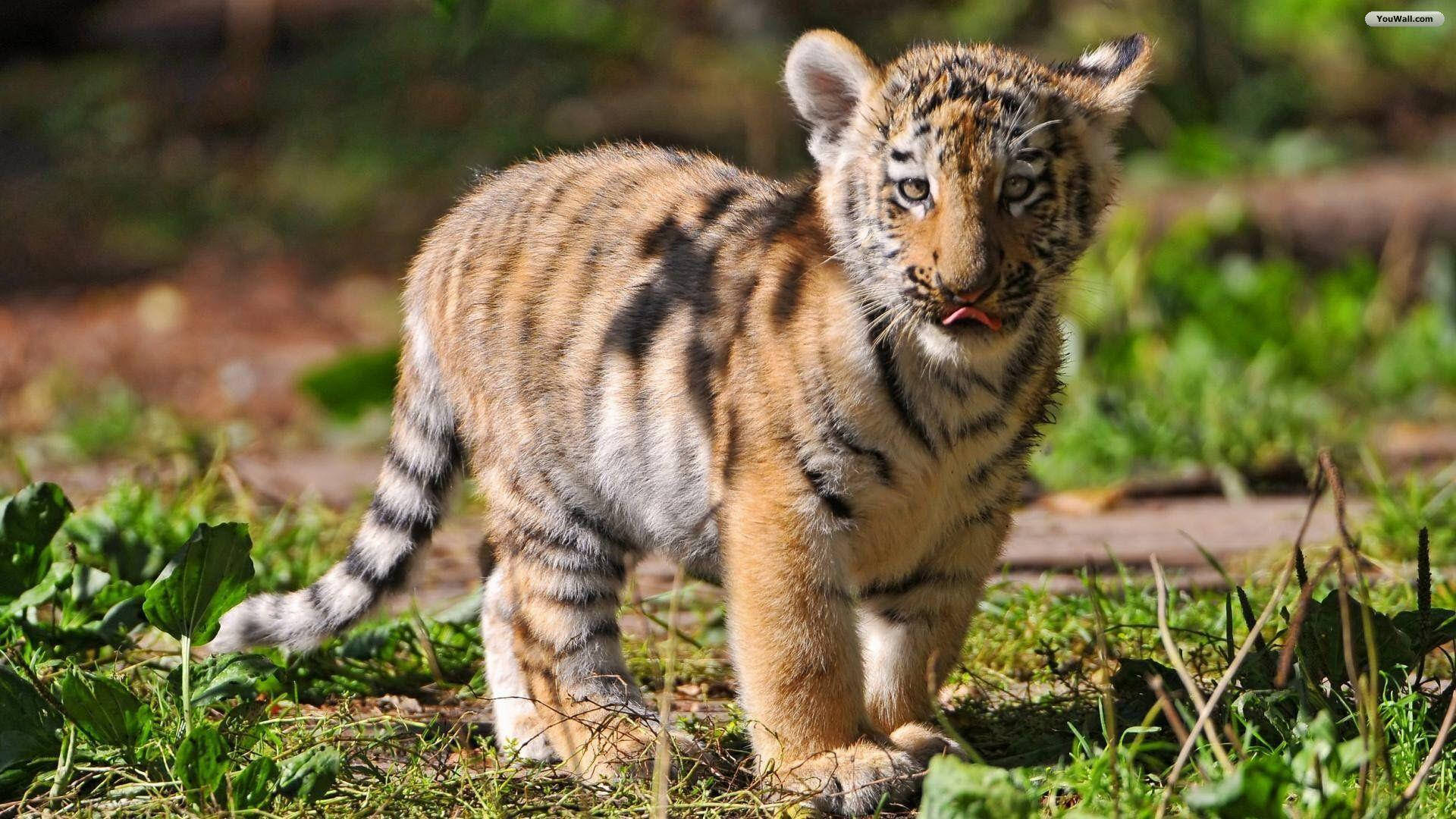 Baby Tiger In Forest Background