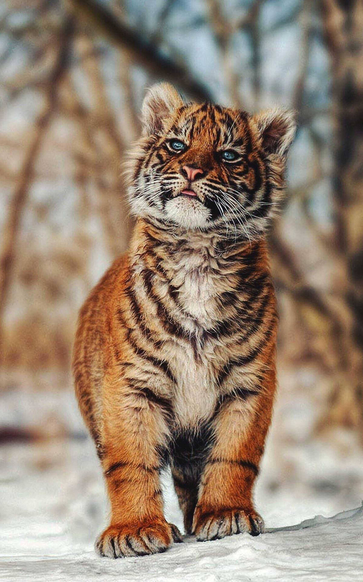 Baby Tiger In Snow Background