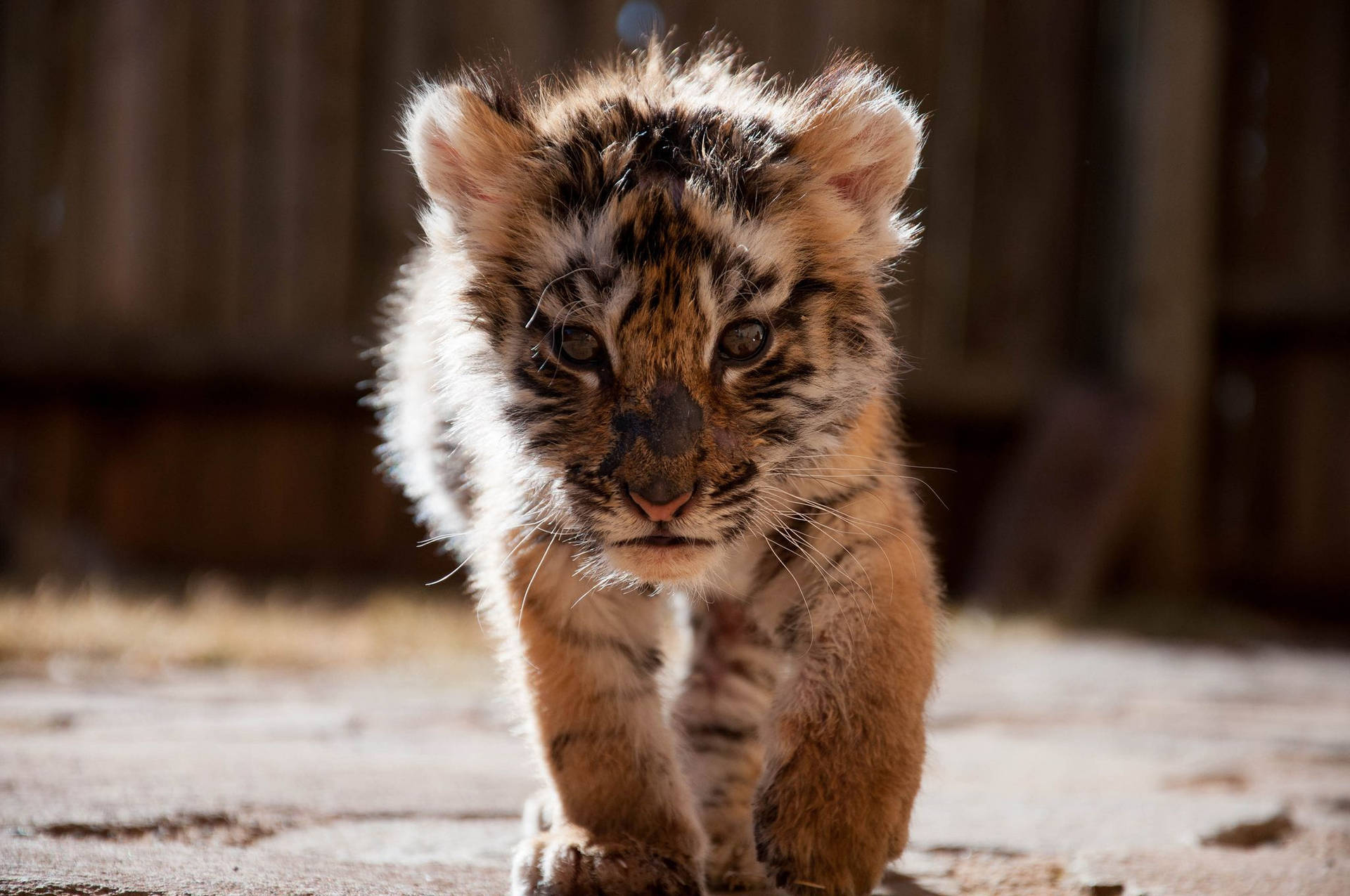 Baby Tiger Prowling