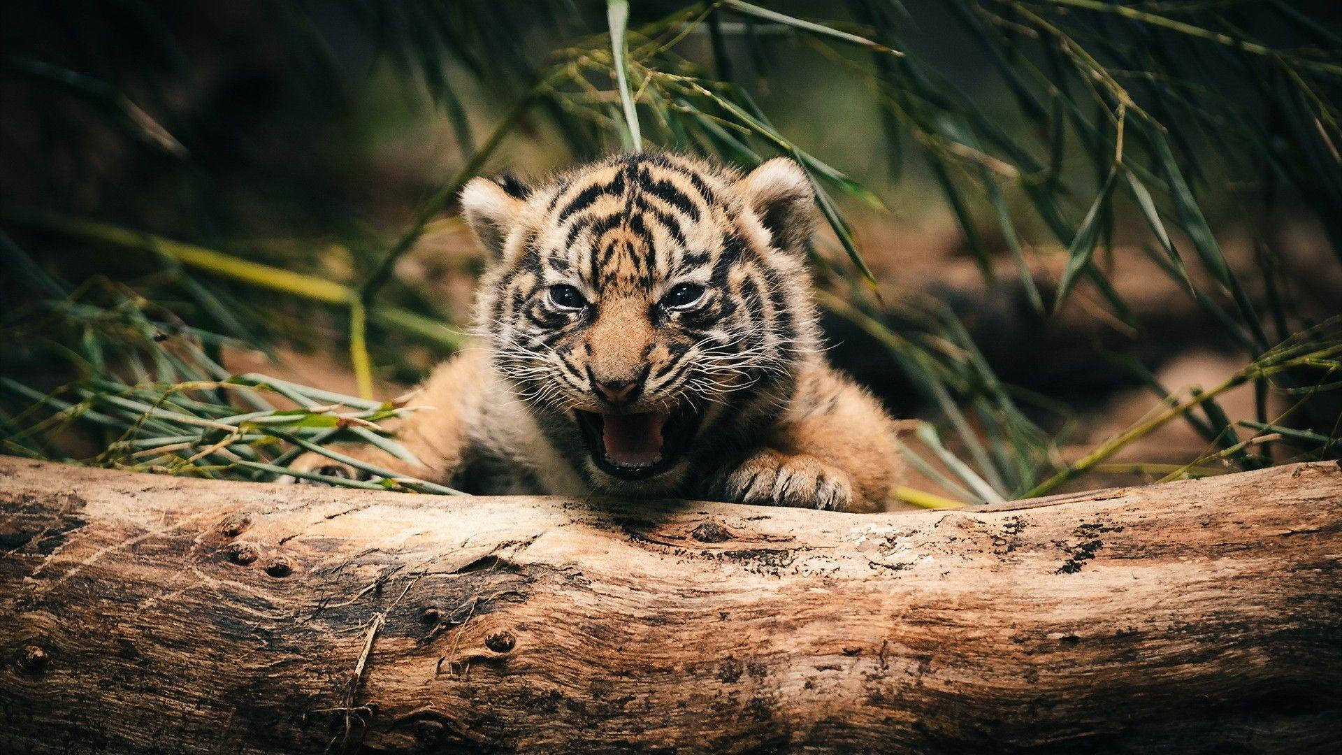 Baby Tiger Roar Background
