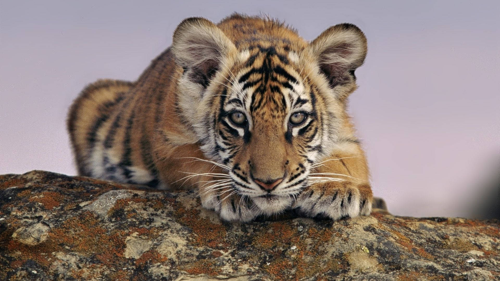 Baby Tiger With Intense Gaze Background