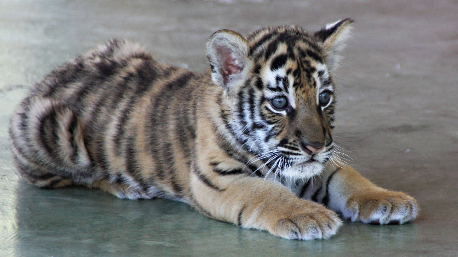 Baby Tiger With Light Blue Eyes