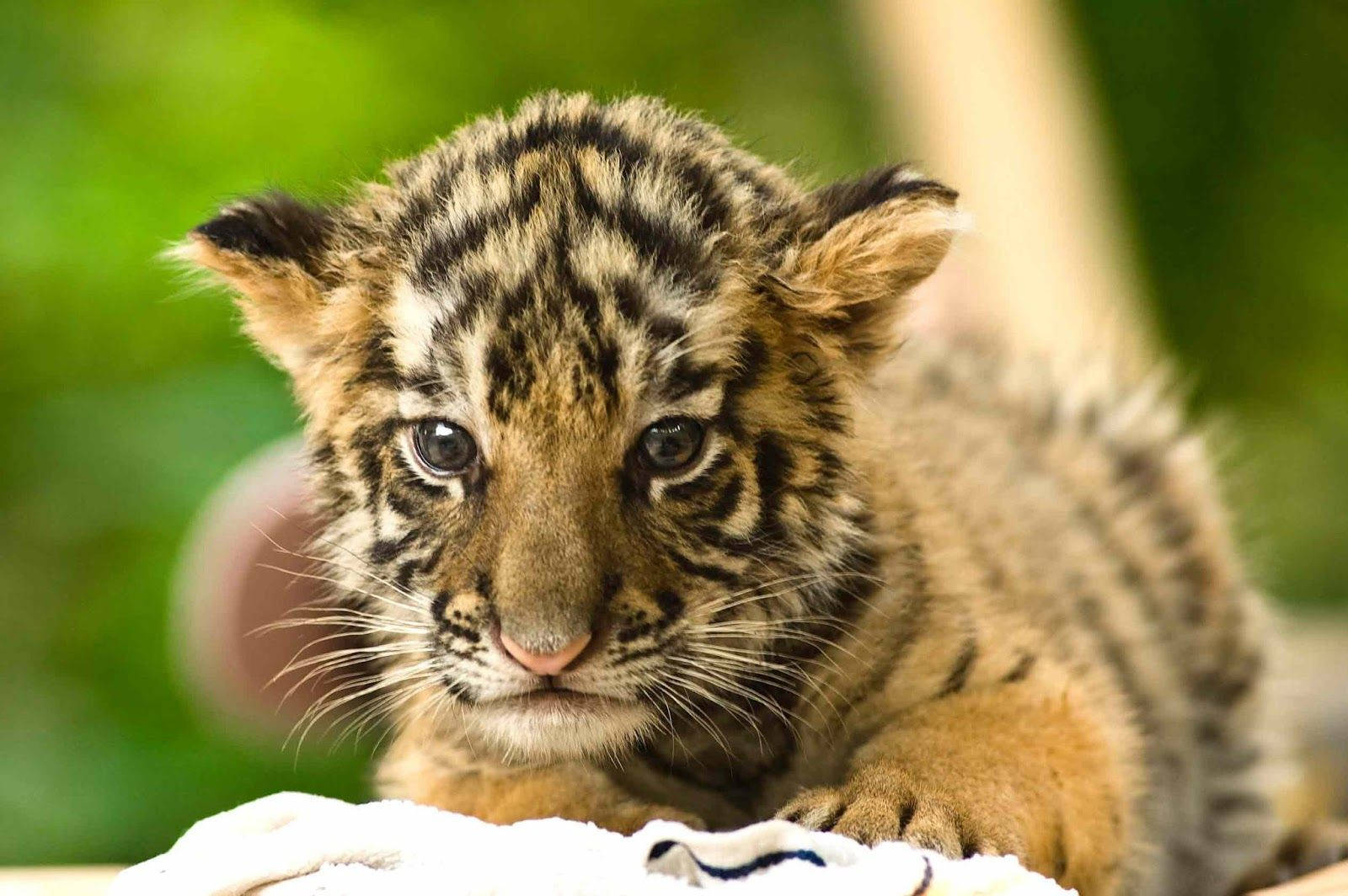 Baby Tiger With White Whiskers Background