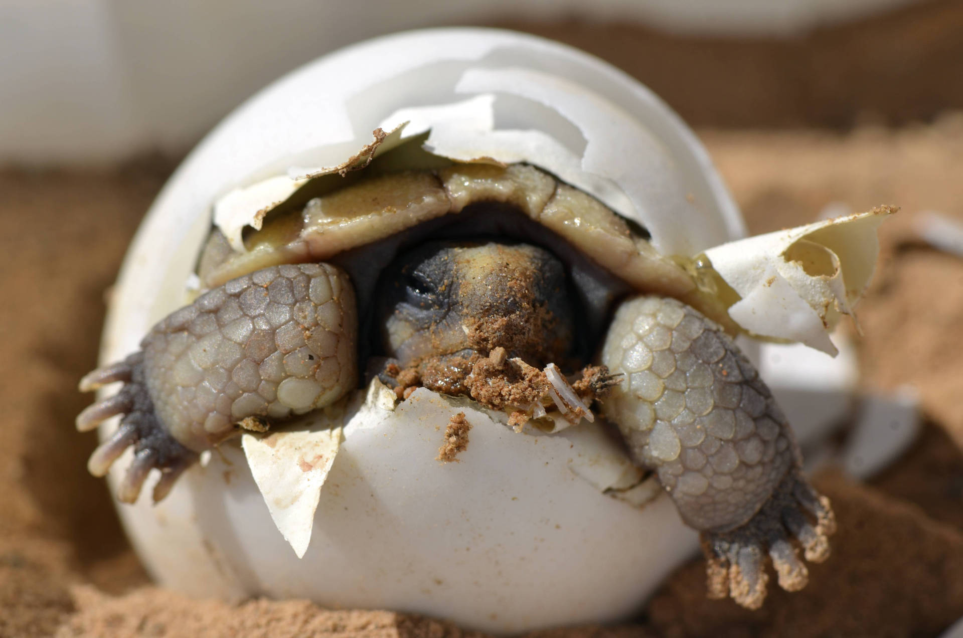 Baby Tortoise Hatching From Its Egg Background