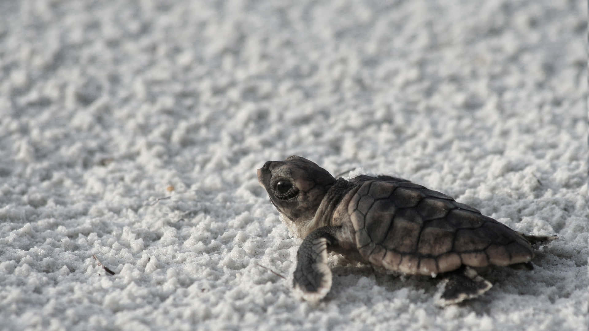 Baby Turtle Journeyon Sand