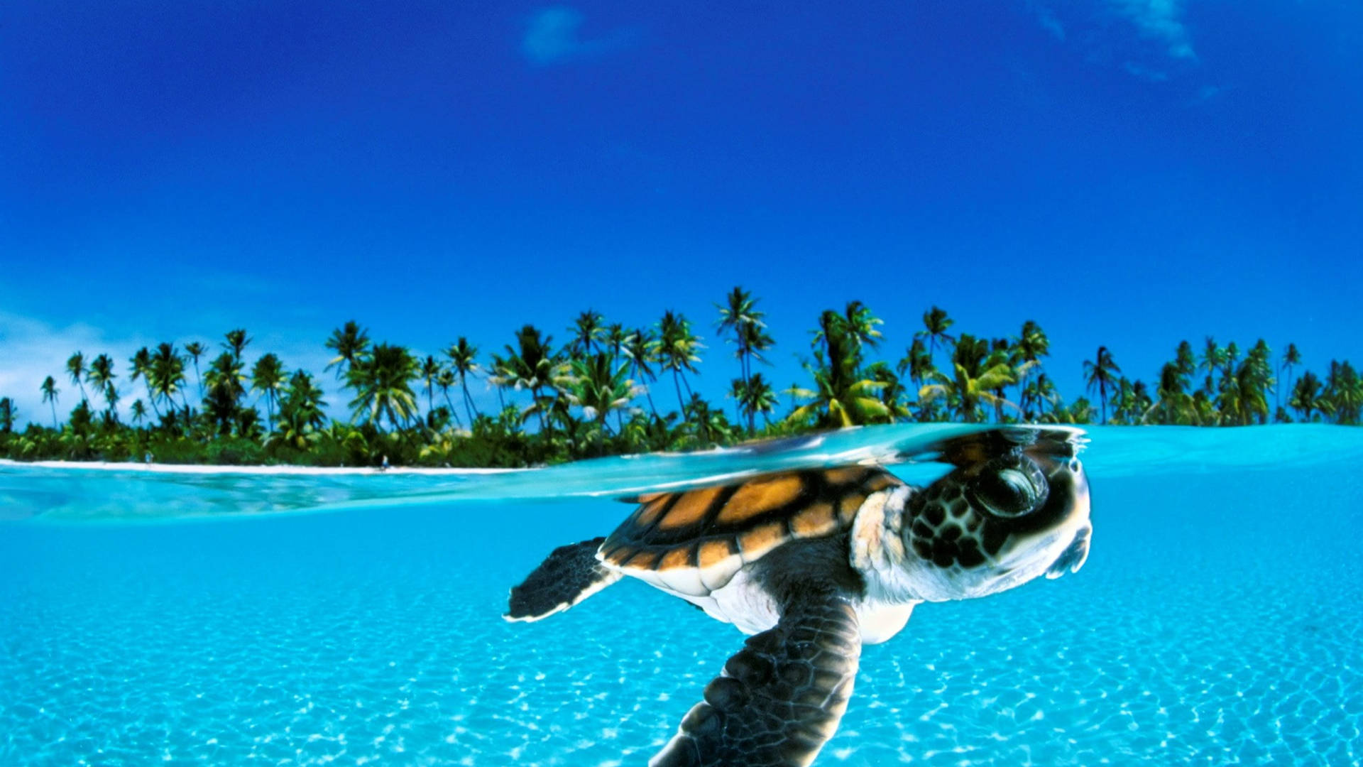 Baby Turtle Swimming In Ocean Background