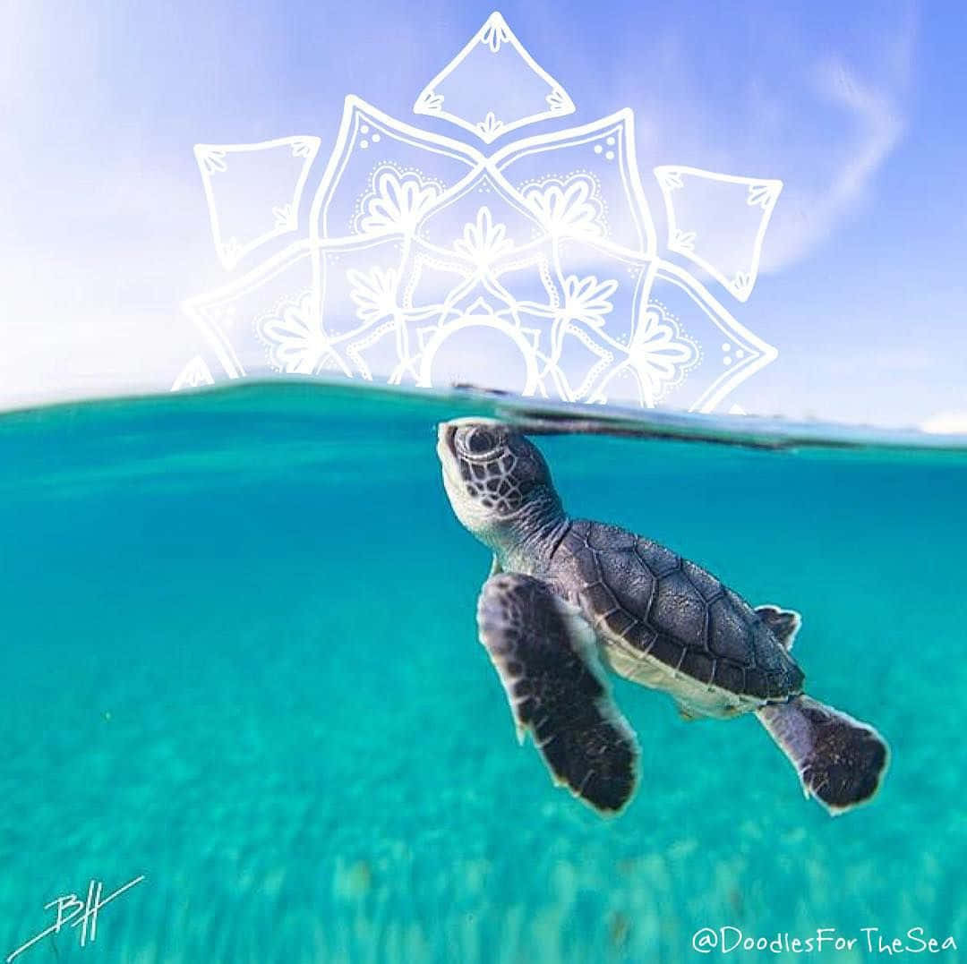 Baby Turtle Swimming Through Clear Blue Water Background