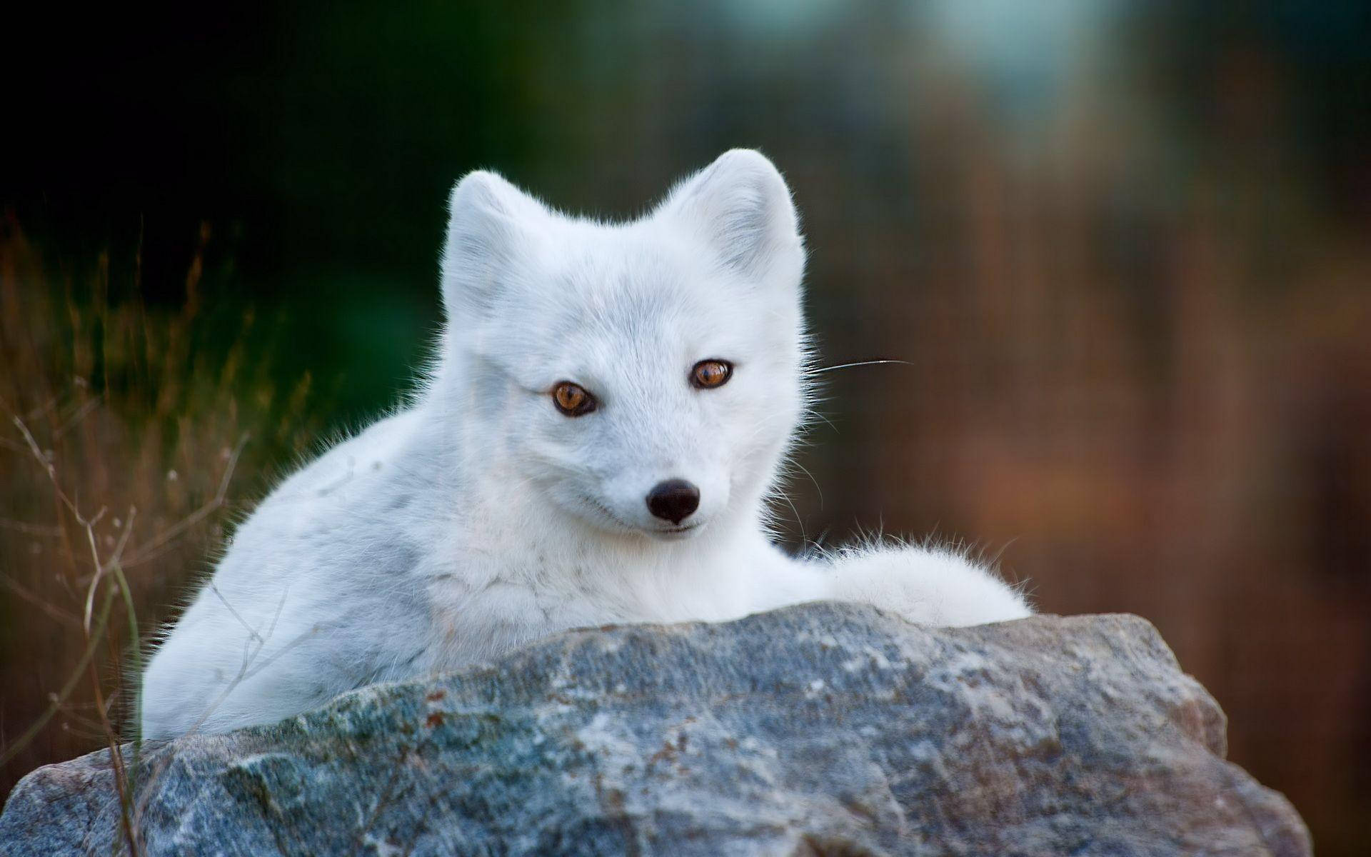 Baby White Fox Background