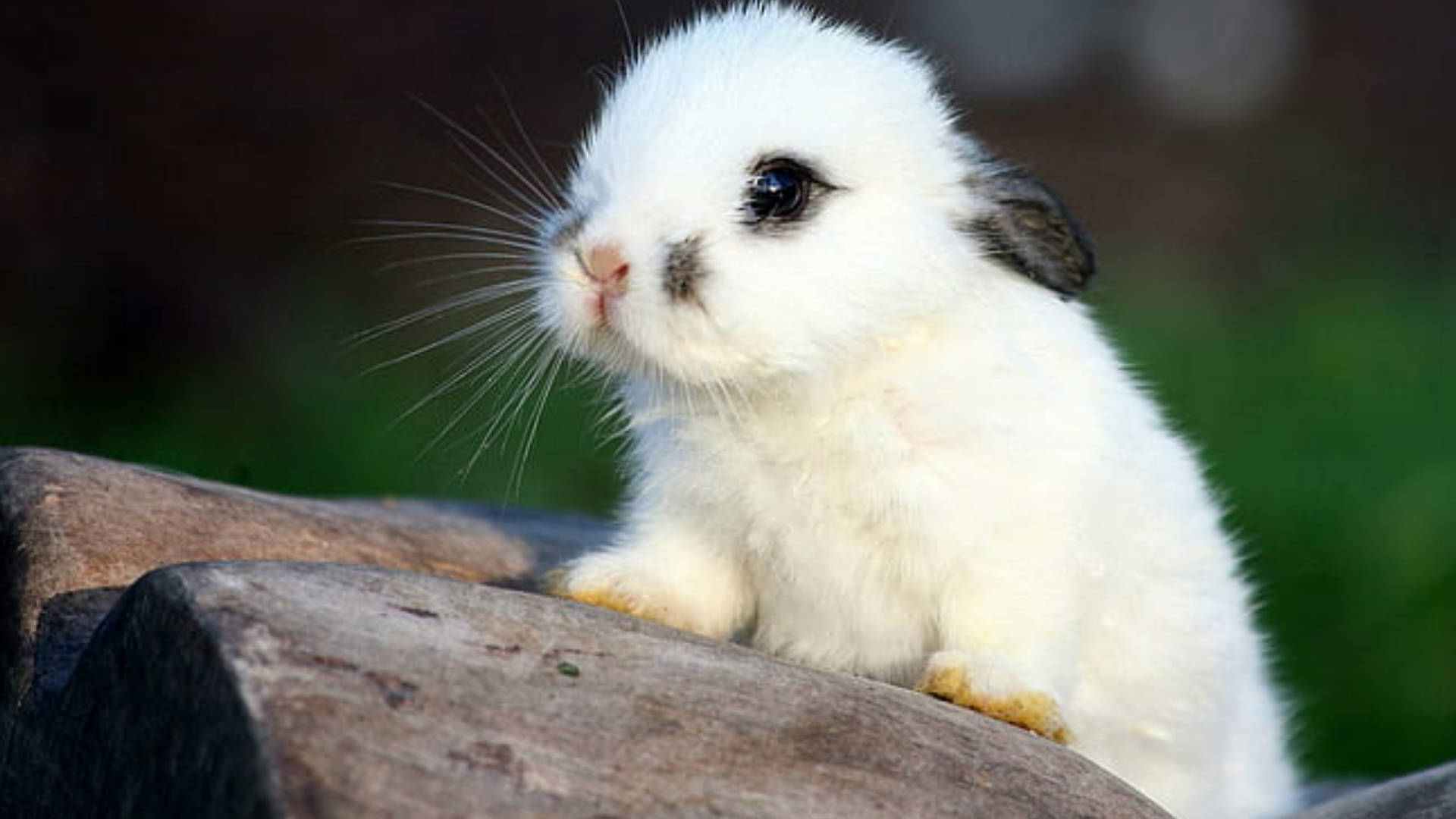 Baby White Rabbit Background