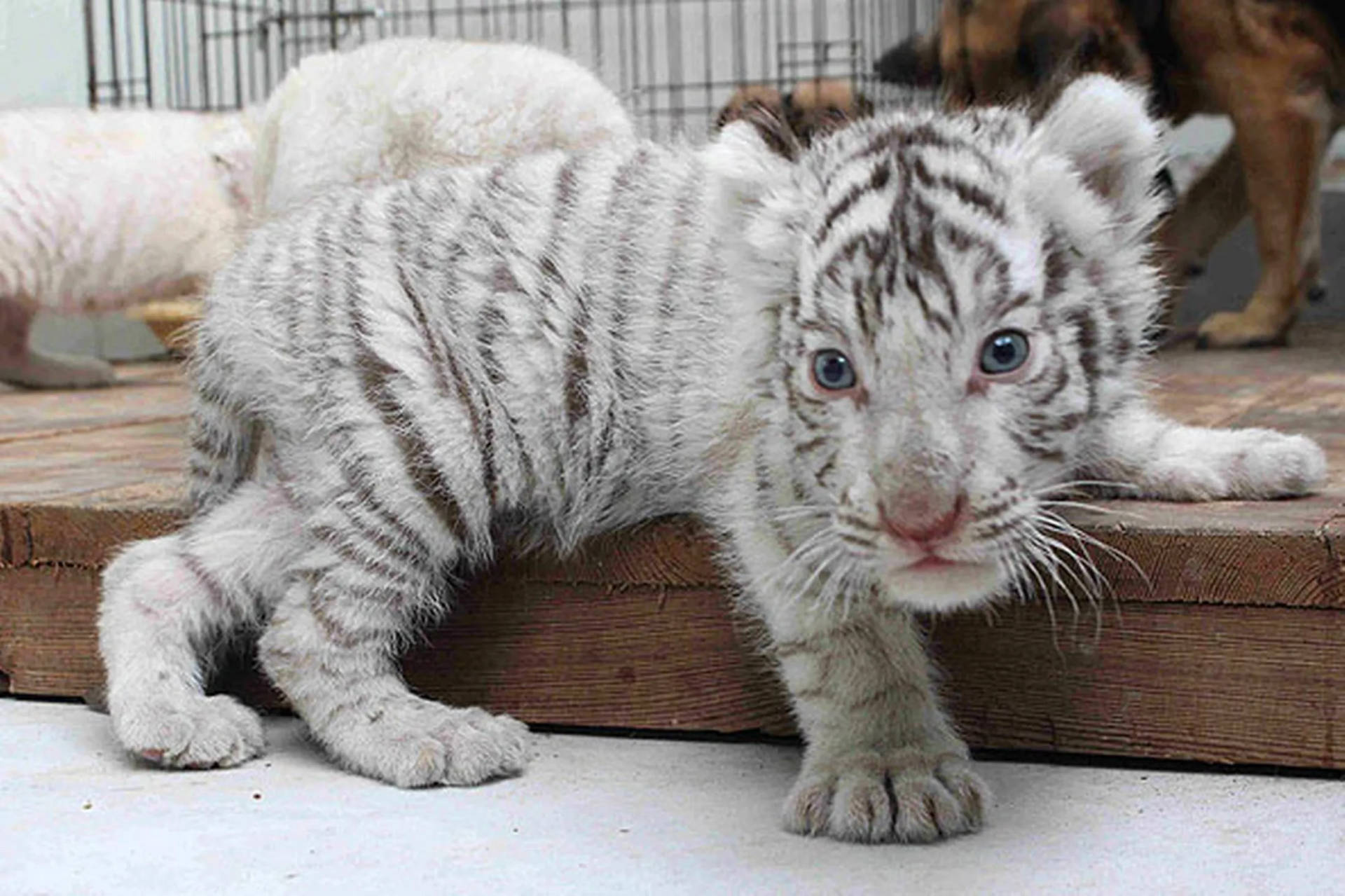 Baby White Tiger Gazing Intently Background