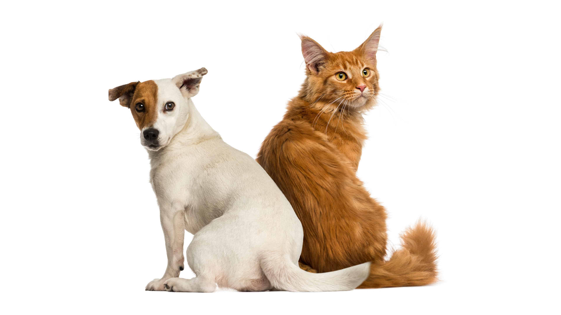 Back Glance Cat And Dog Background