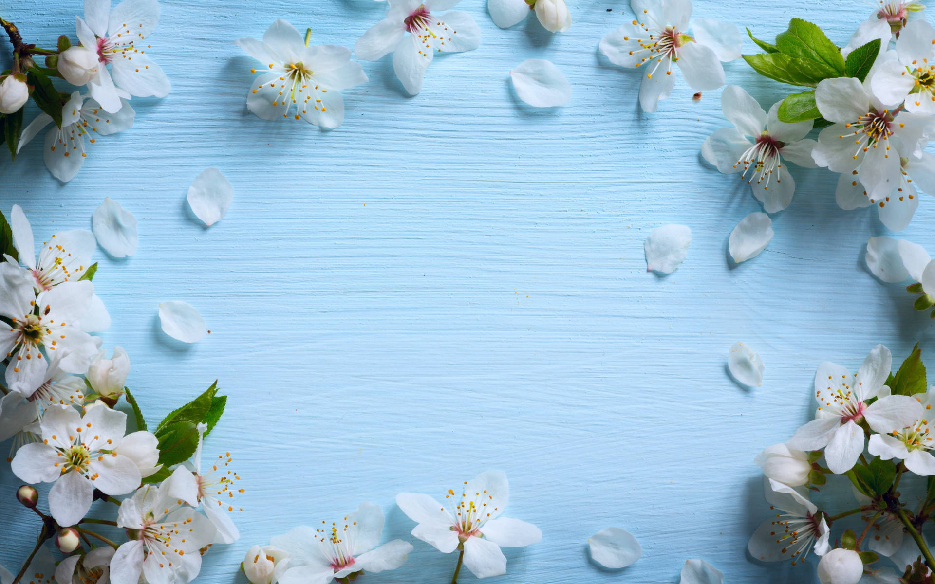 Backdrop With White Cherry Blossom Flowers Background