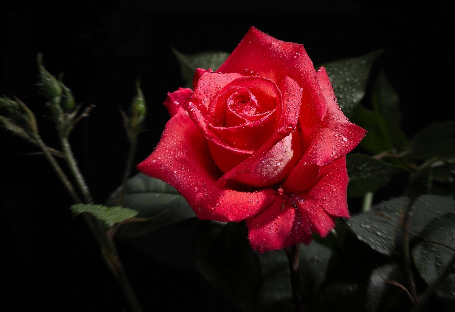 Background Black With A Red Rose Background