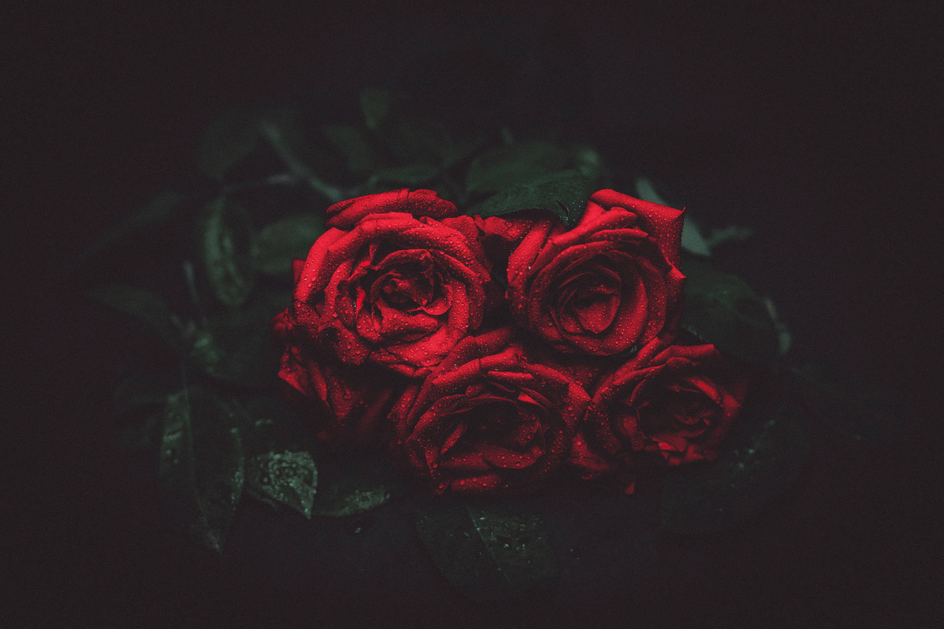 Background Black With Dewy Roses Background