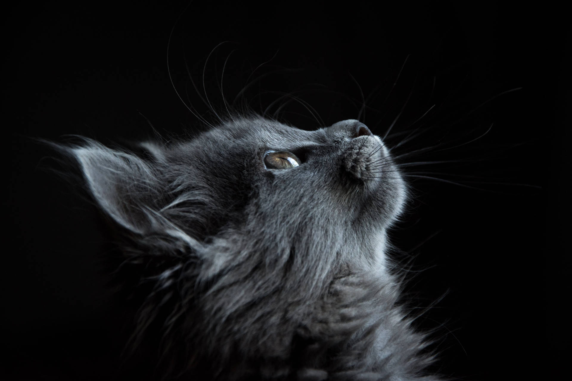 Background Black With Looking Up Cat Background