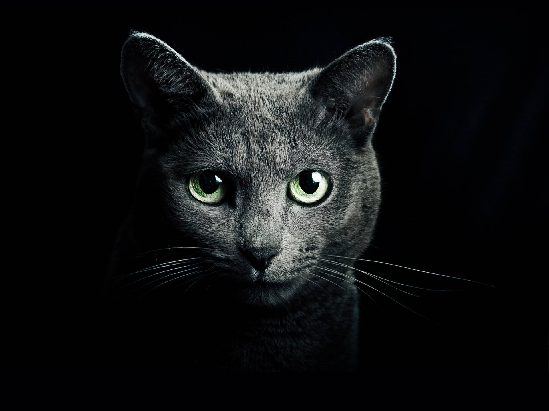 Background Black With Russian Blue Cat