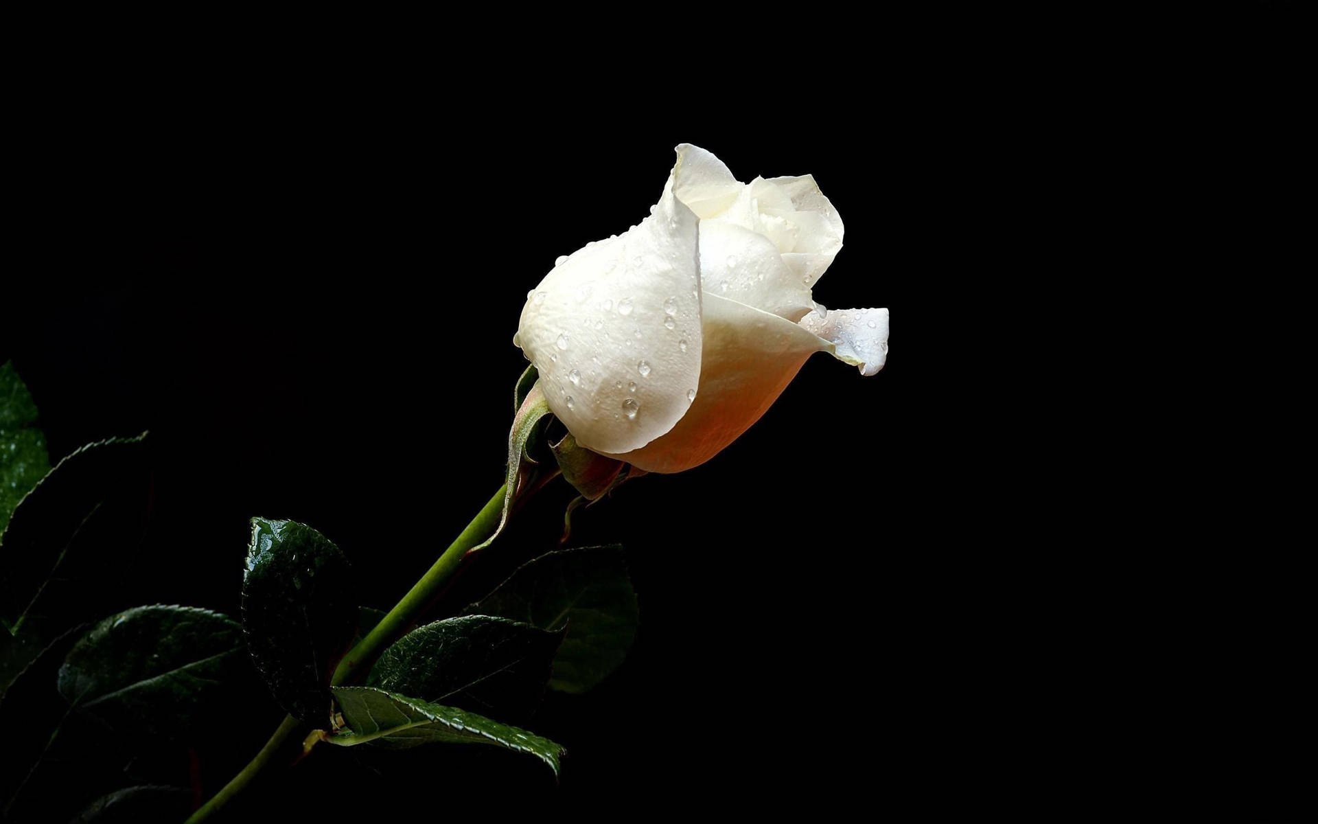 Background Black With White Rose Background